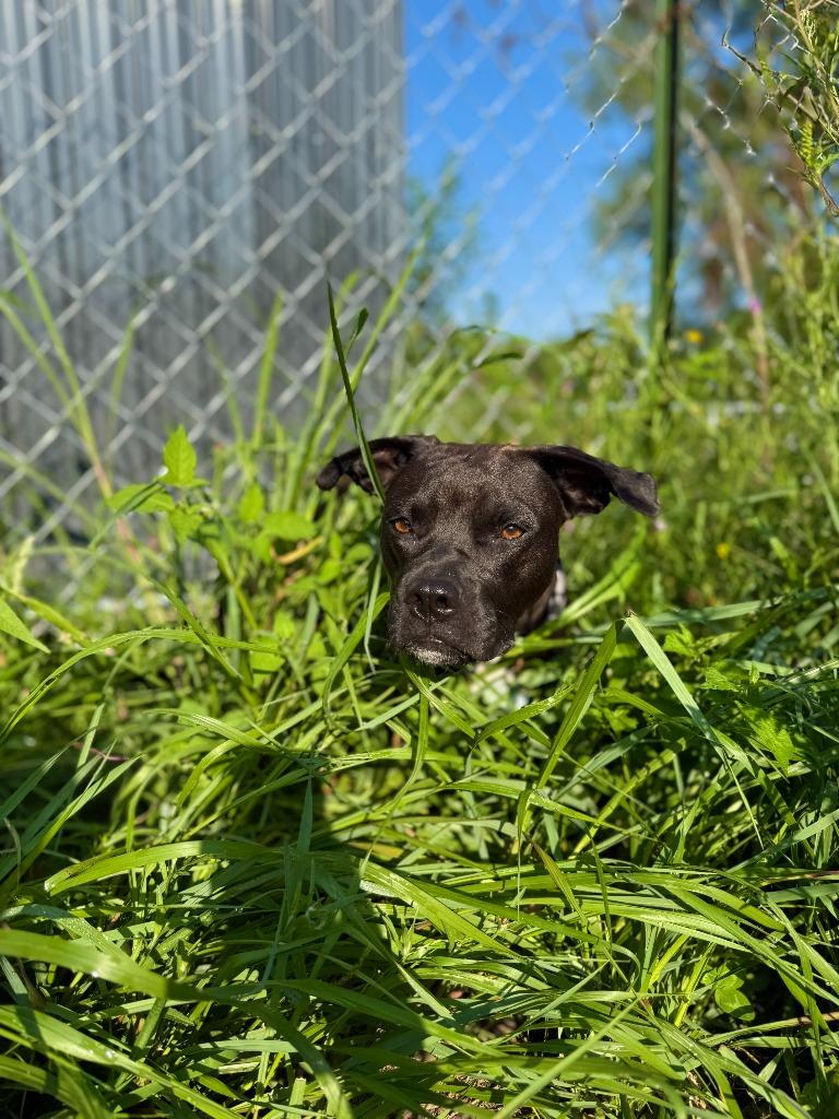 Enlarge Mallory, a Adoptable mixed breed in Hudson, NY image 5/6