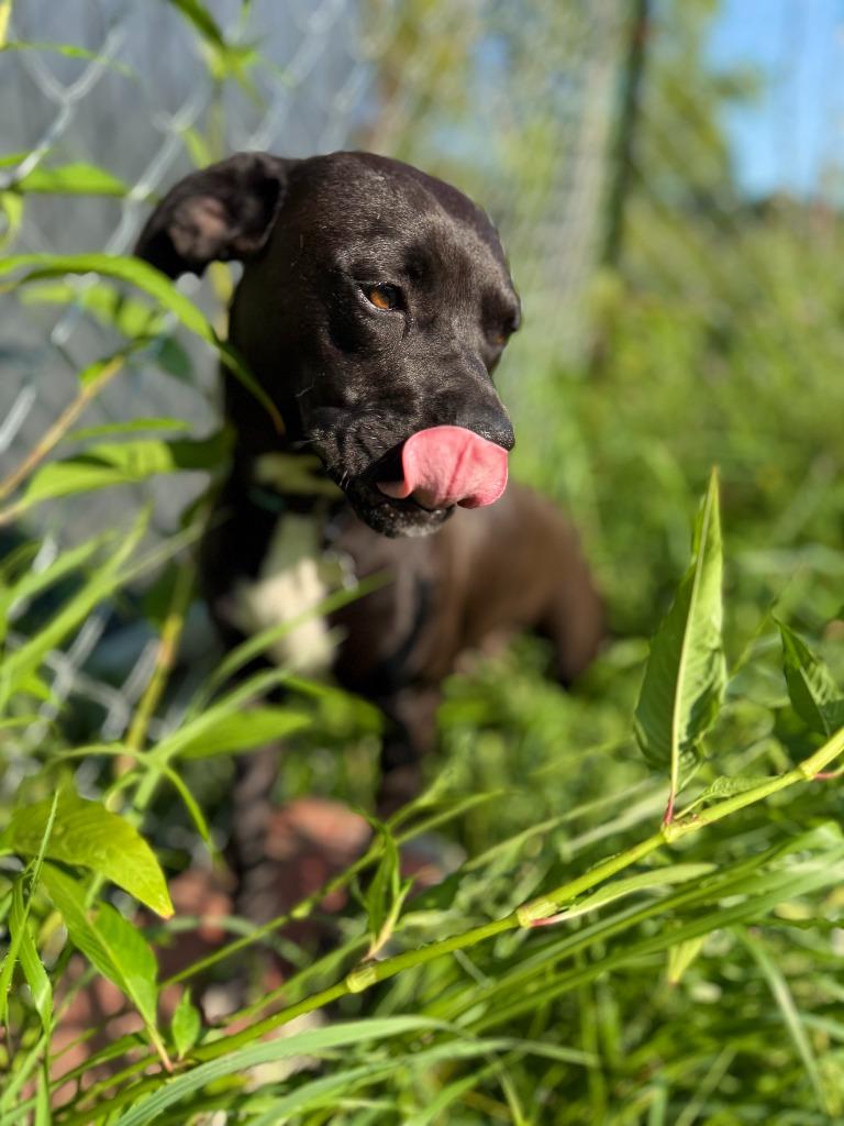 Enlarge Mallory, a Adoptable mixed breed in Hudson, NY image 2/6