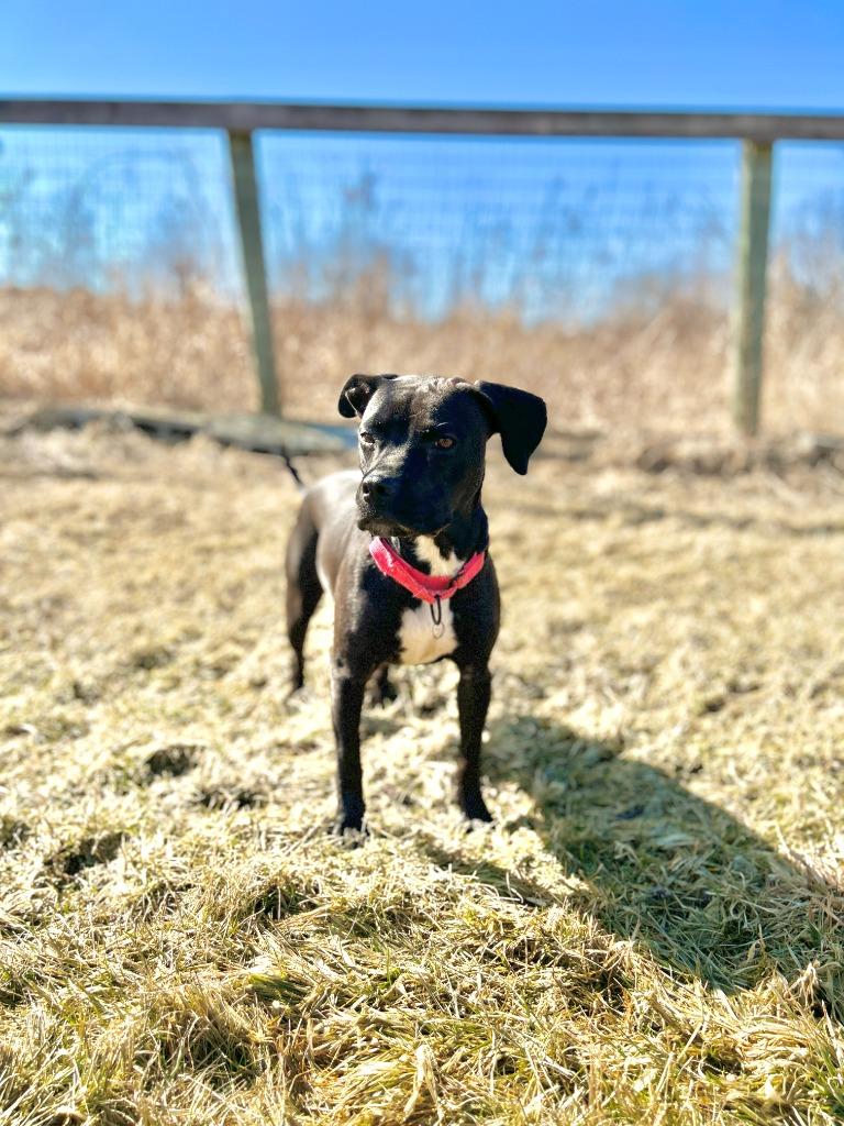 Enlarge Mallory, a Adoptable mixed breed in Hudson, NY image 6/6