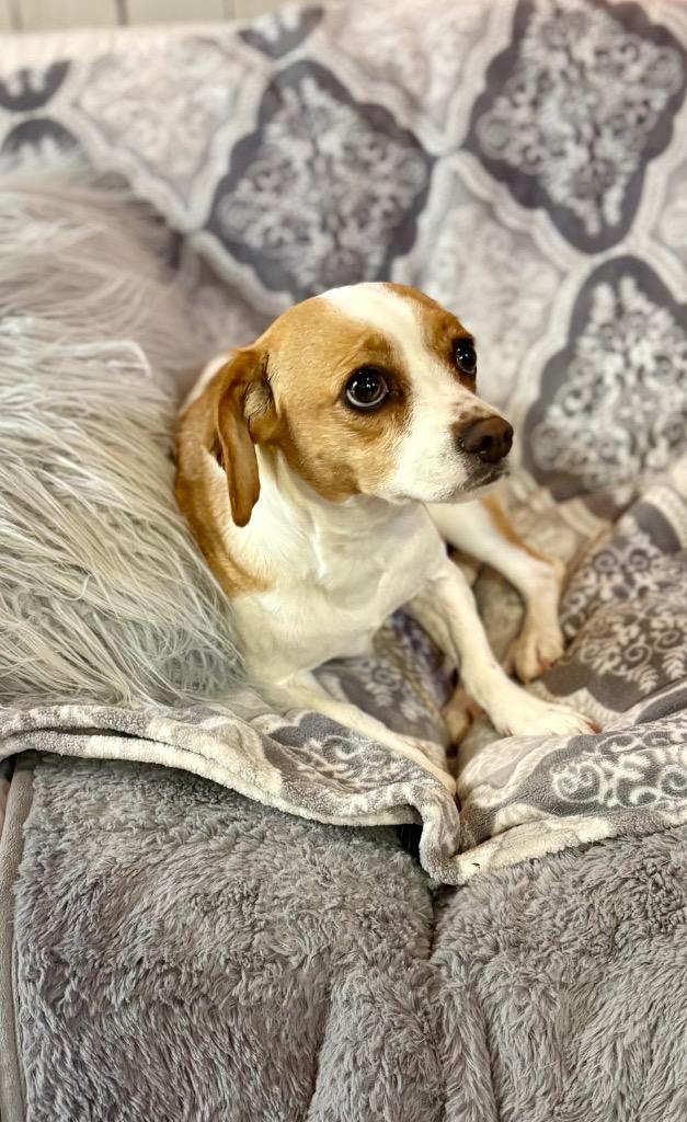 Lila Wila, Adoptable, Young Female Chihuahua & Cavalier King Charles Spaniel.
