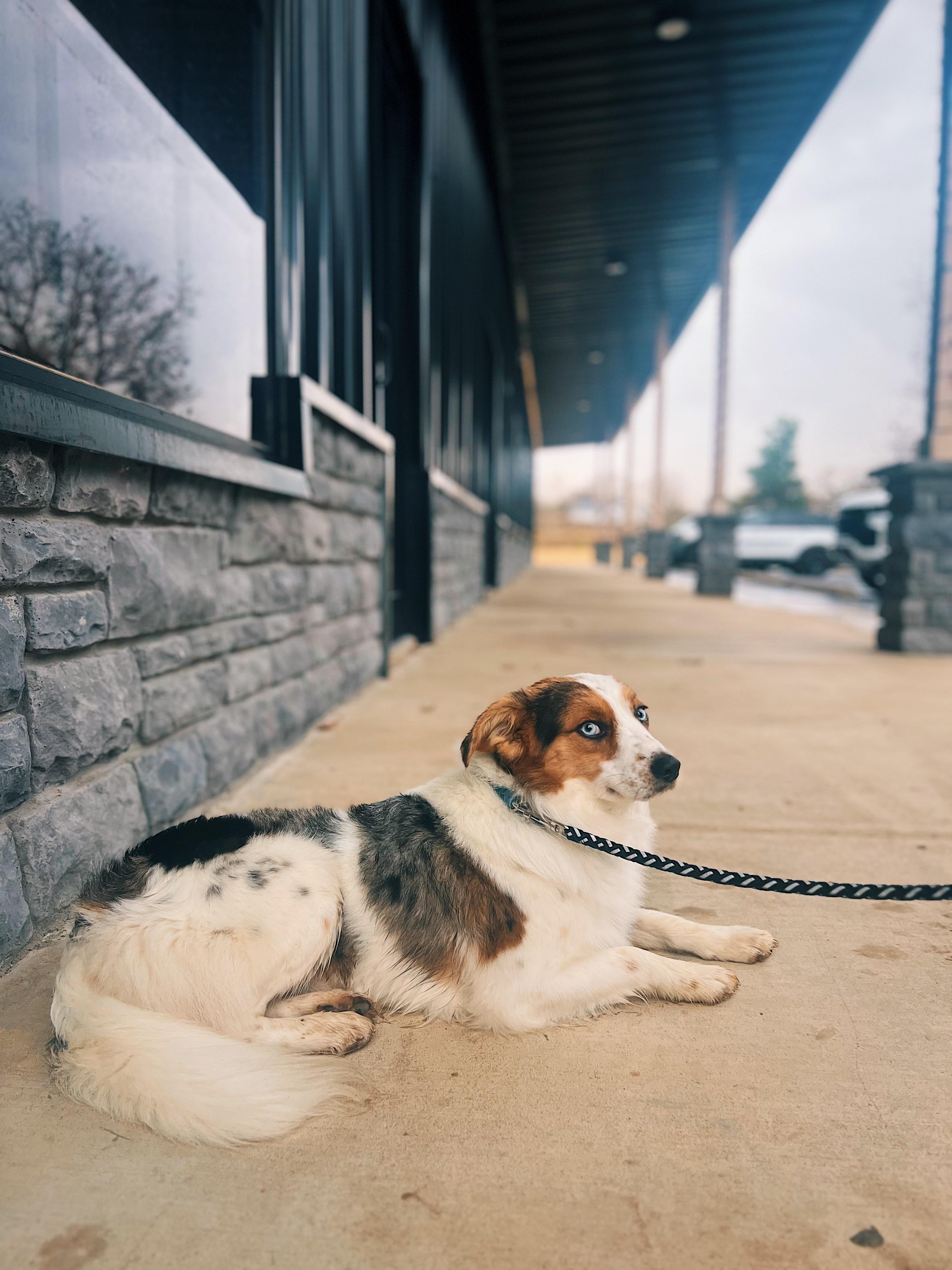 Eoghan Andy, an adopted mixed breed in Okmulgee, OK image 2/6