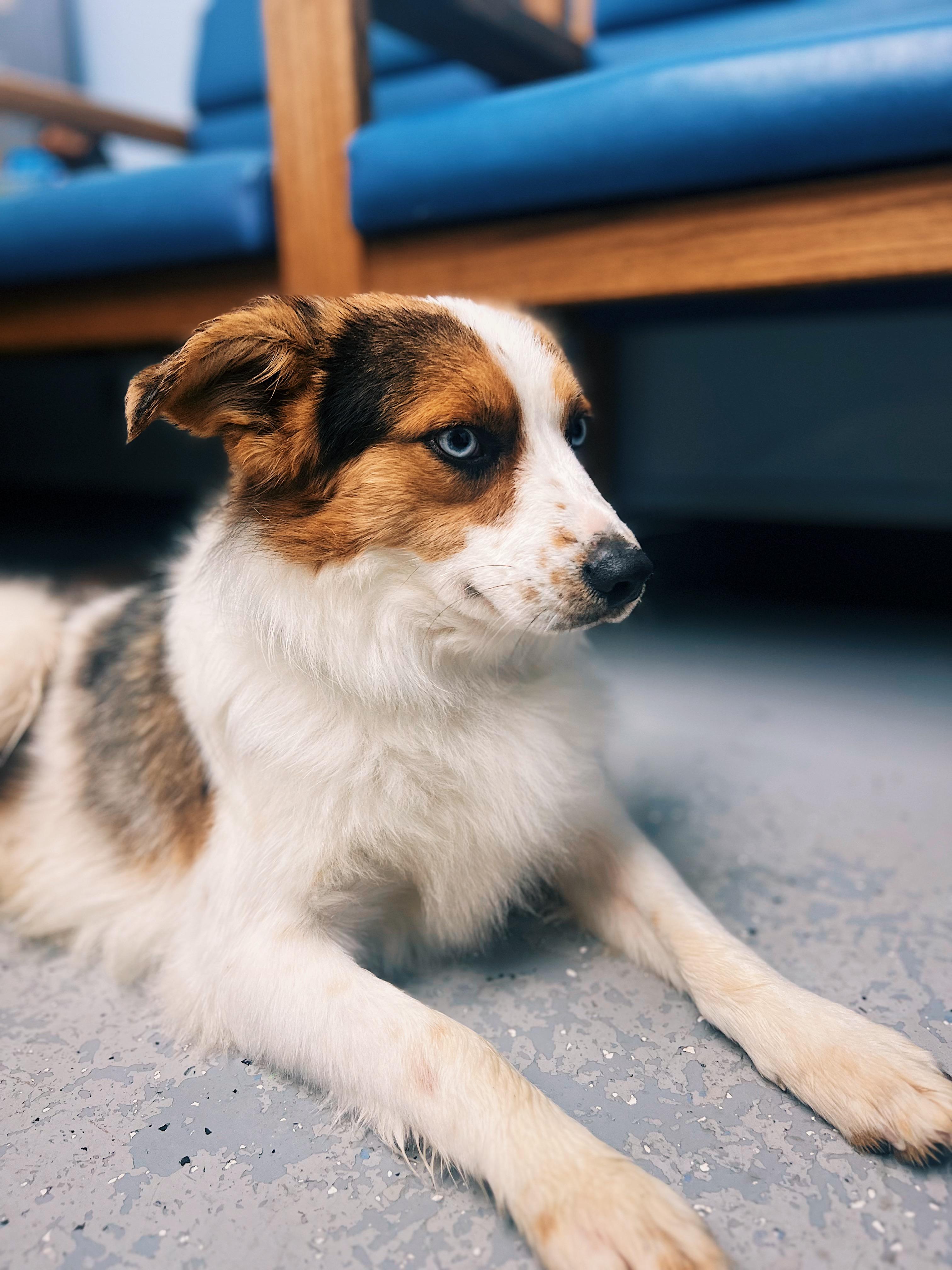Eoghan Andy, an adopted mixed breed in Okmulgee, OK image 3/6