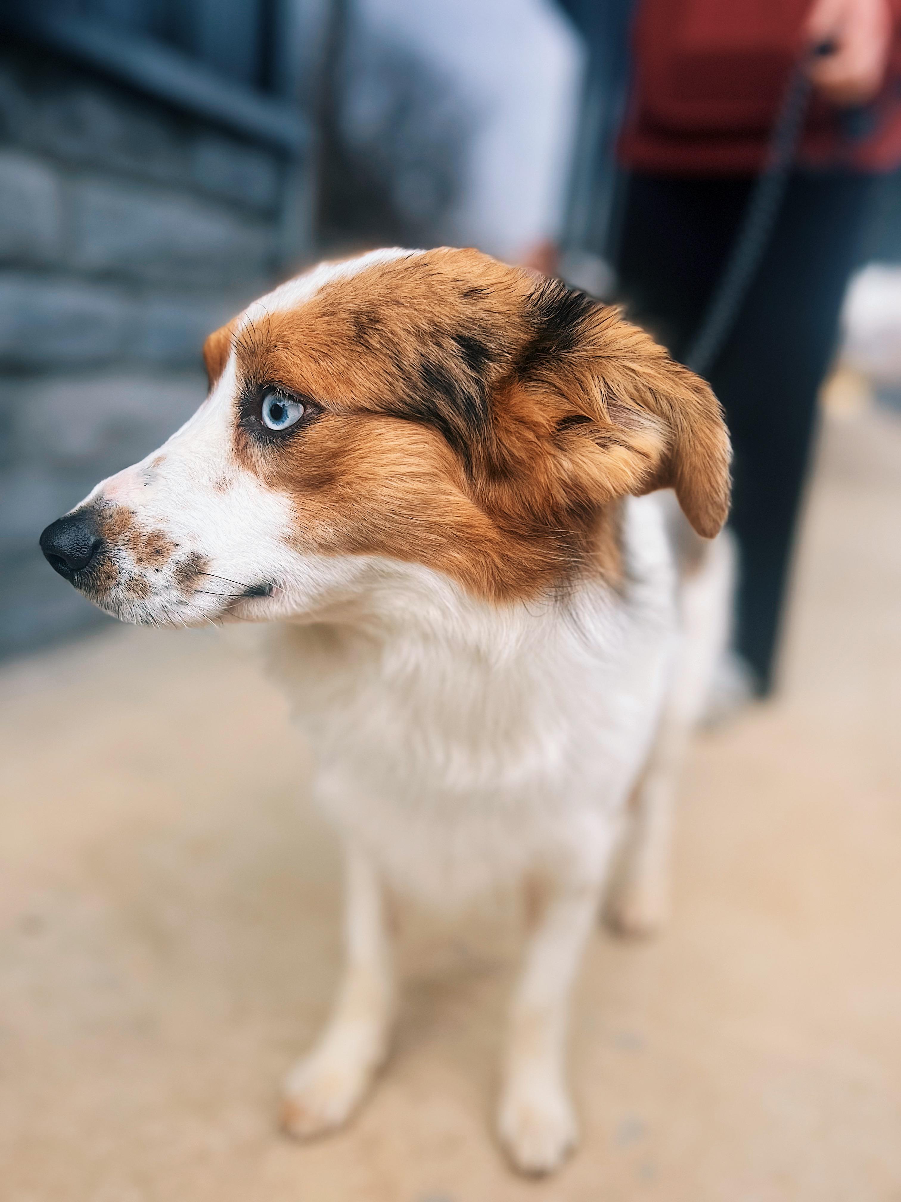 Eoghan Andy, an adopted mixed breed in Okmulgee, OK image 4/6