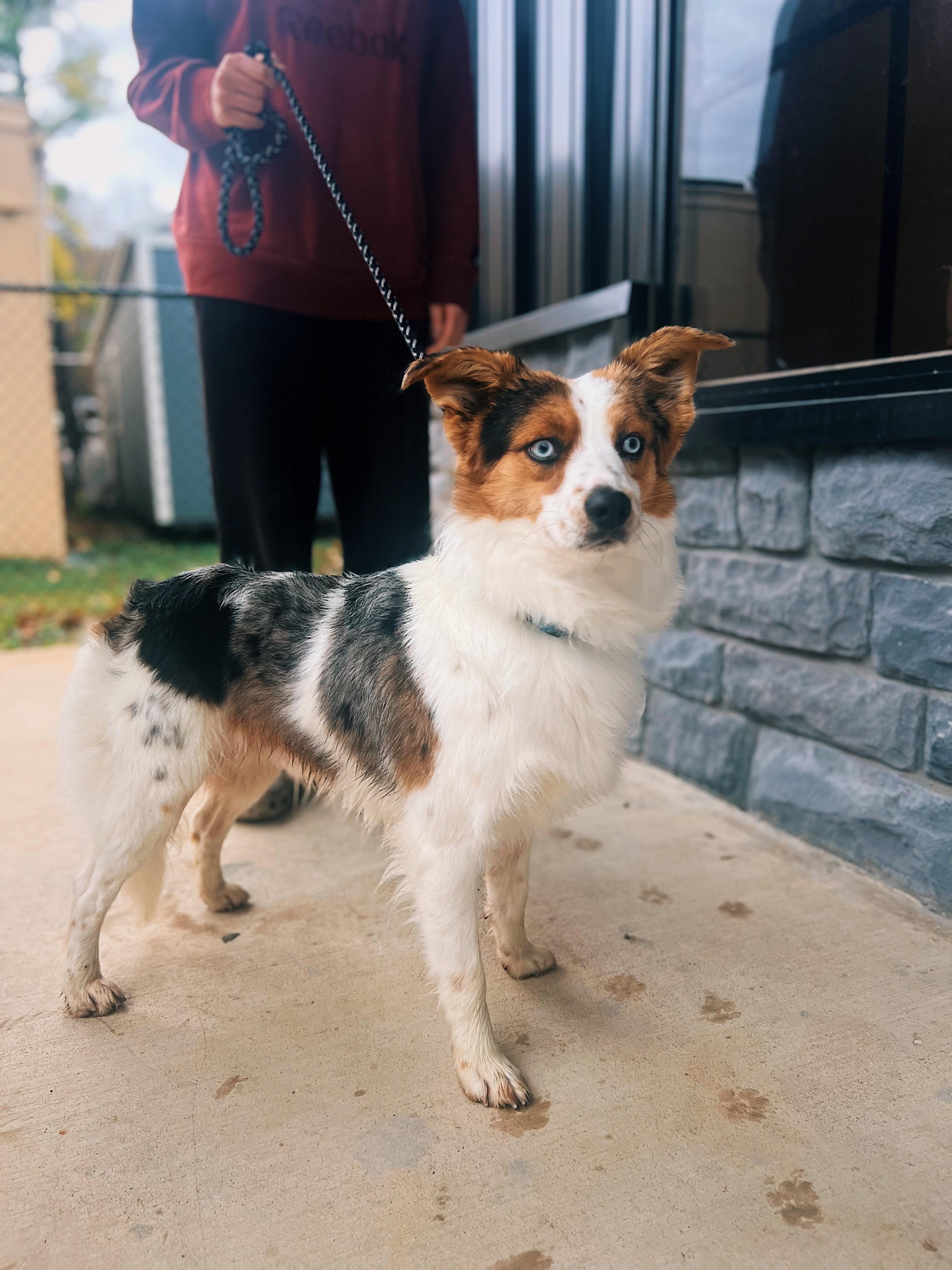 Eoghan Andy, an adopted mixed breed in Okmulgee, OK image 5/6