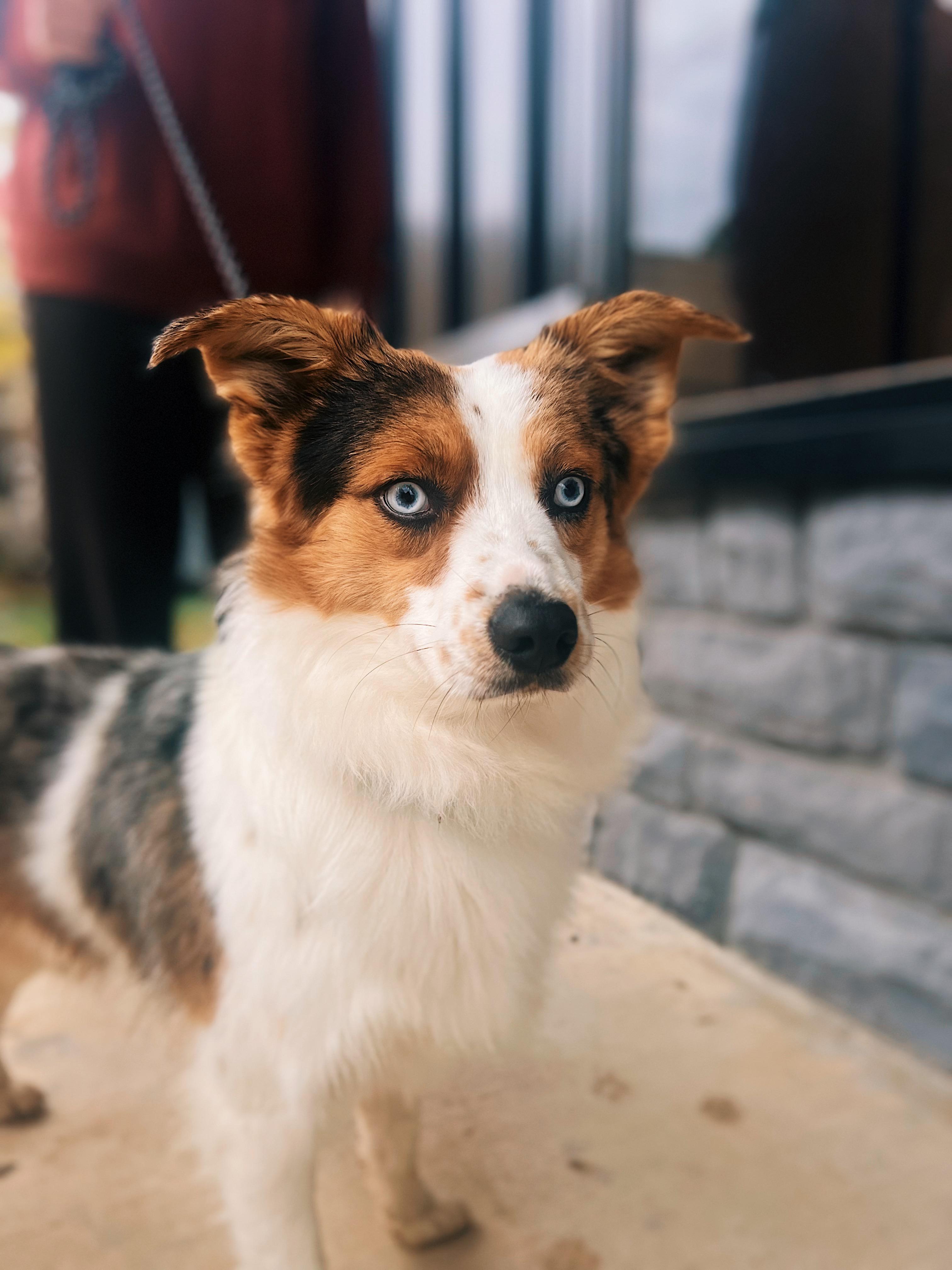 Eoghan Andy, an adopted mixed breed in Okmulgee, OK image 1/6