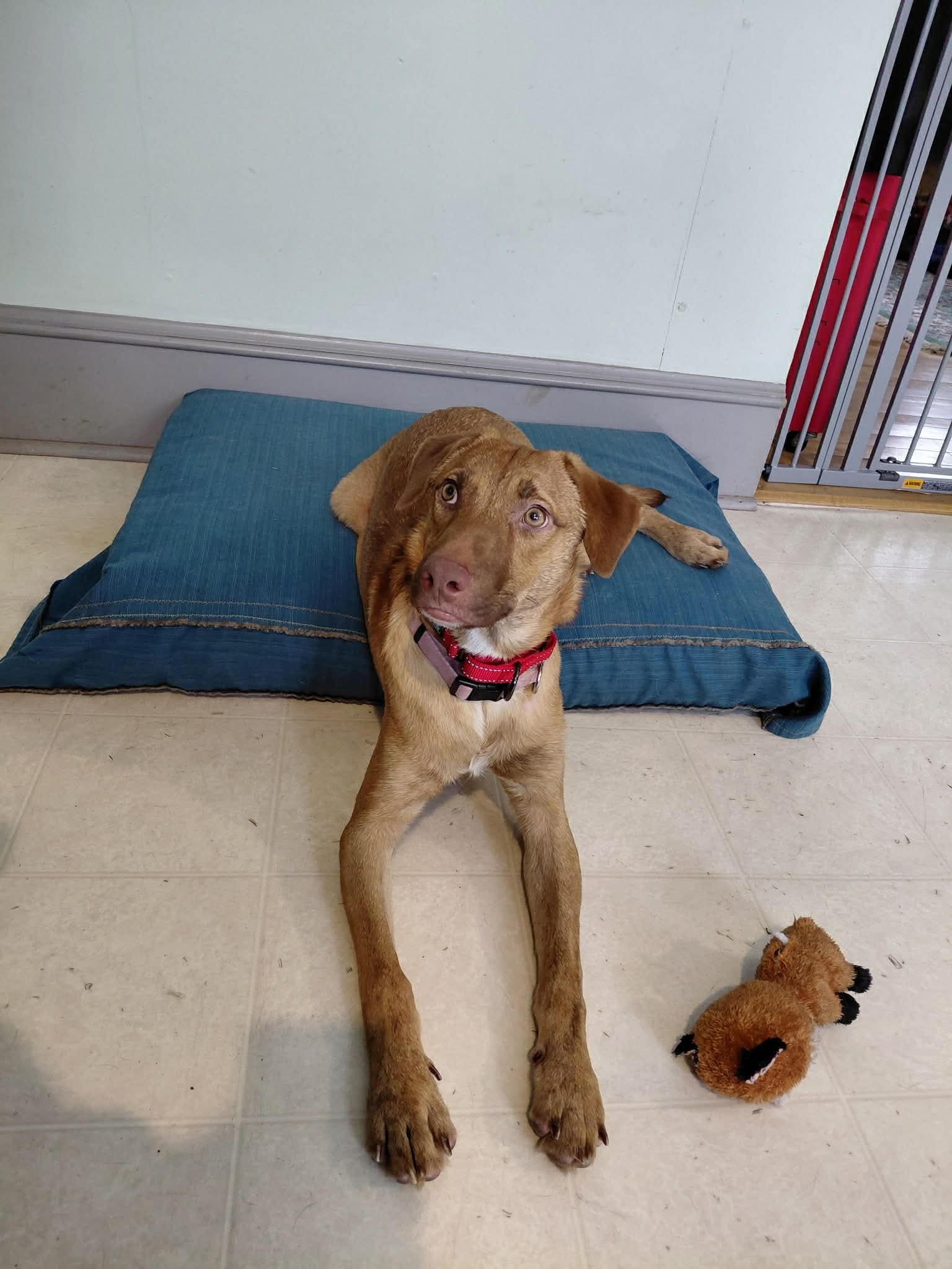 Quinn, ADOPTABLE, Young Male Labrador Retriever.