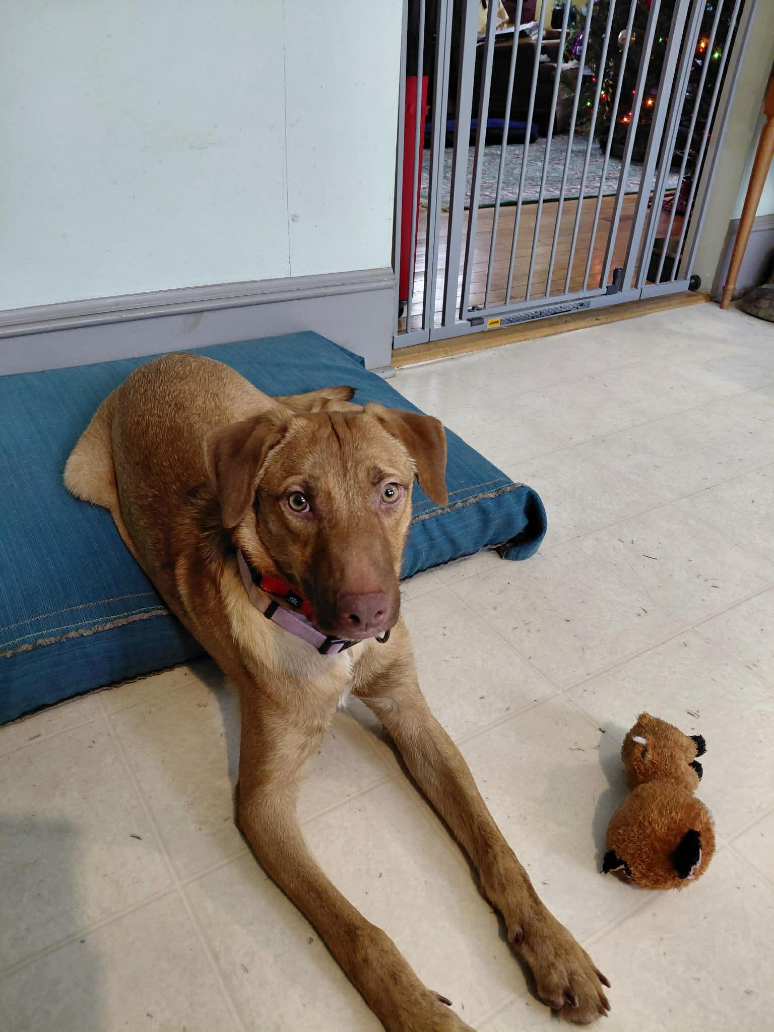 Enlarge Quinn, a ADOPTABLE Labrador Retriever in Brunswick, ME image 2/3