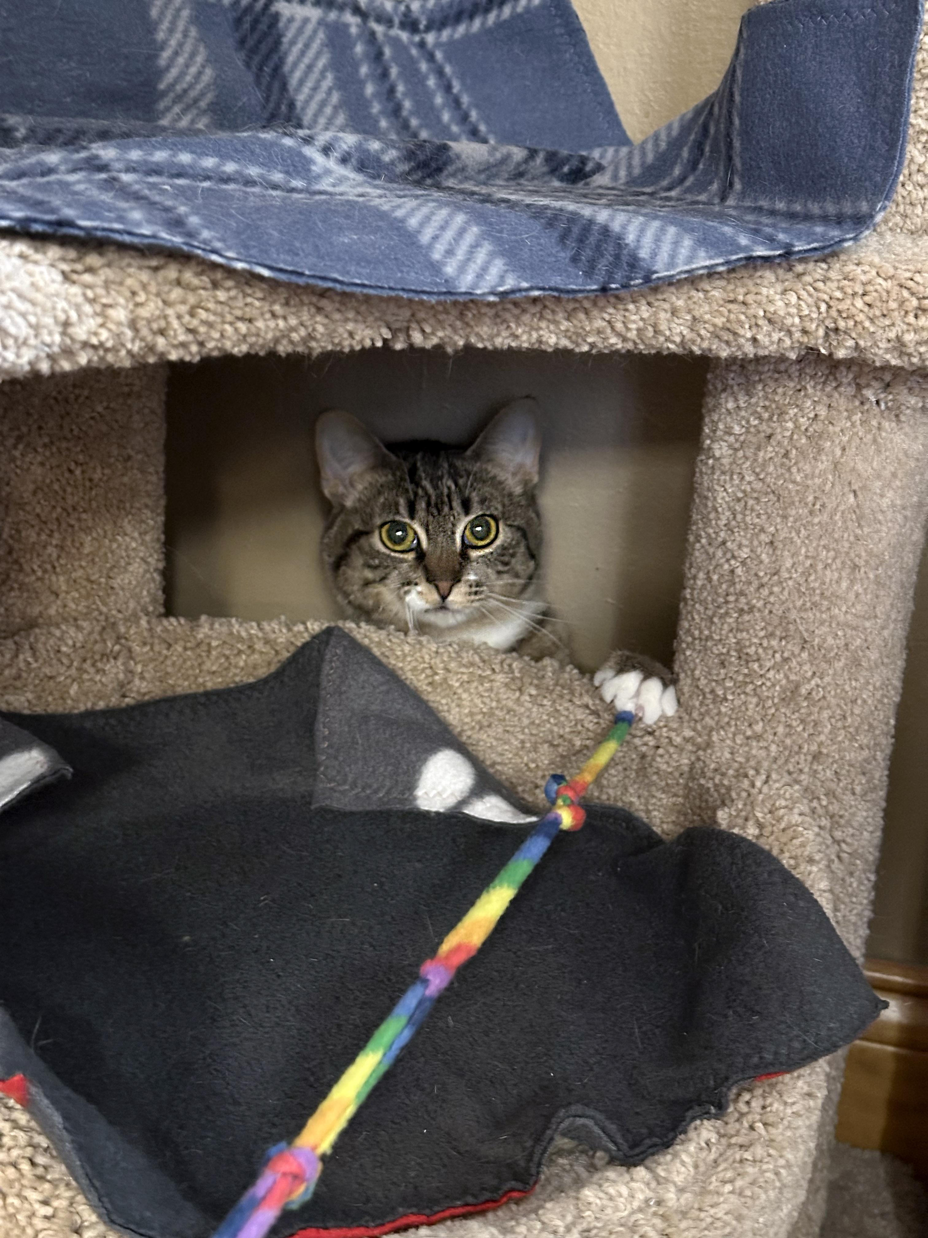 Enlarge Hattie, an adopted Domestic Short Hair in Crystal Lake, IL image 3/6