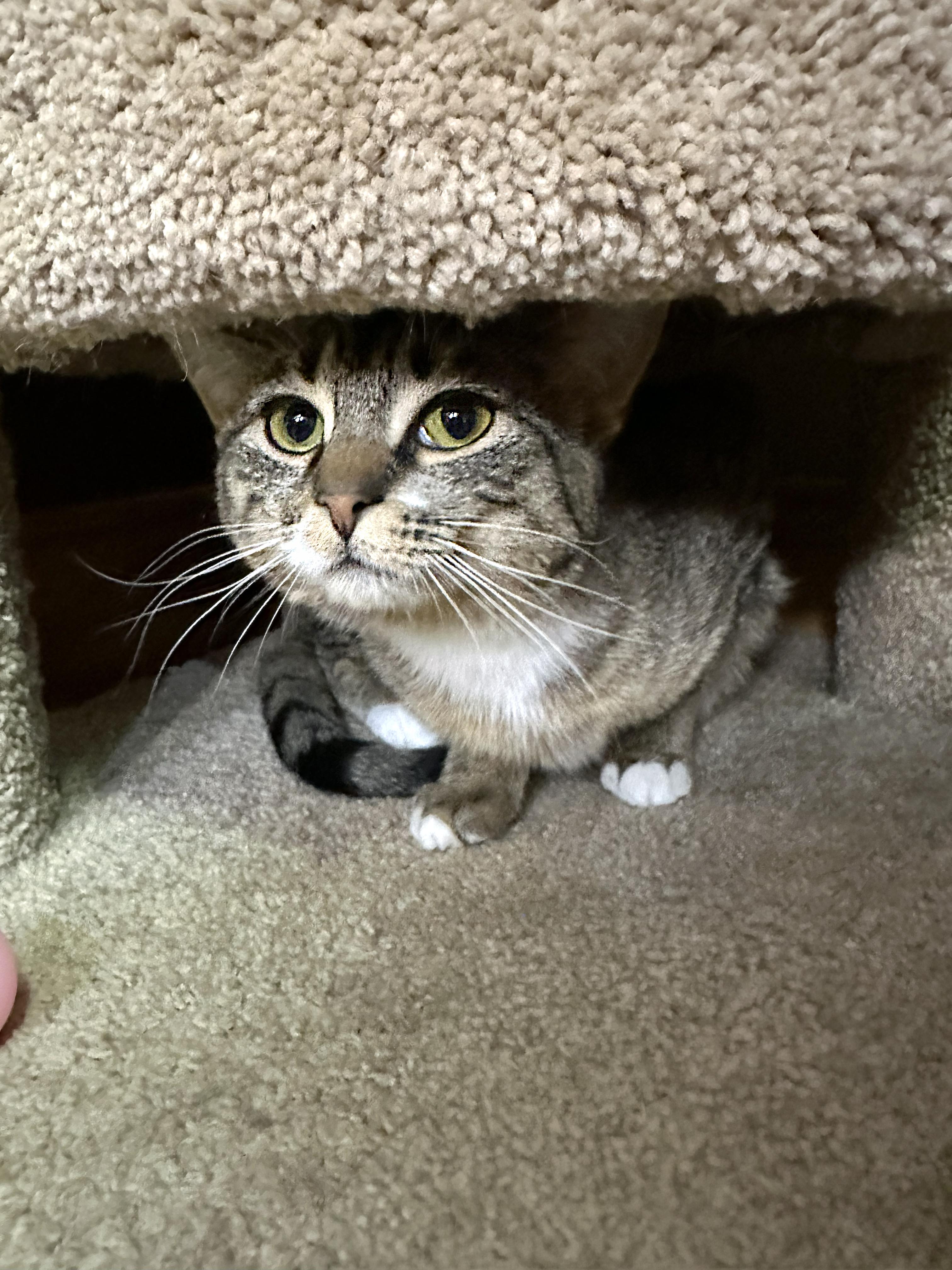 Enlarge Hattie, an adopted Domestic Short Hair in Crystal Lake, IL image 2/6