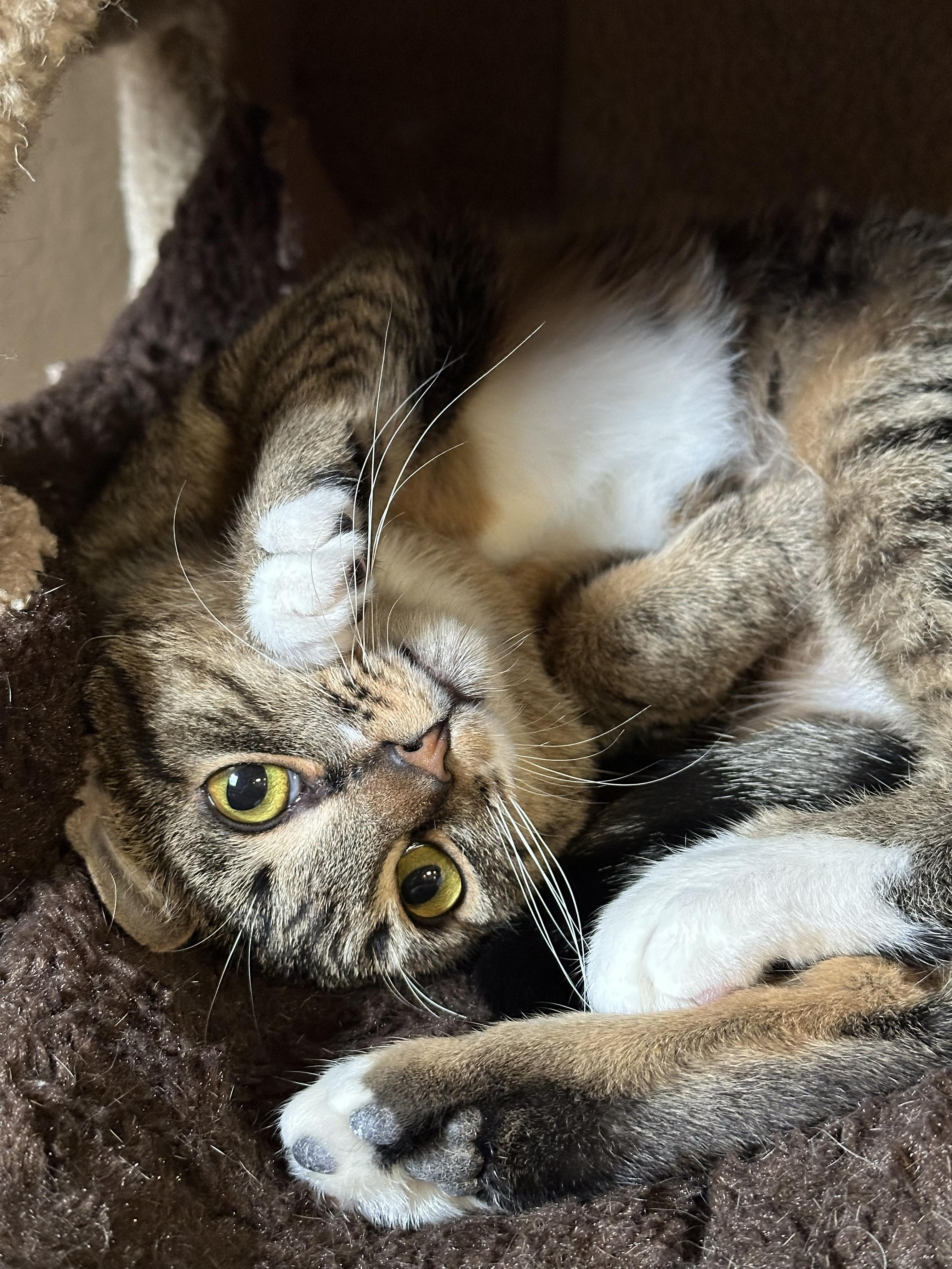 Enlarge Hattie, an adopted Domestic Short Hair in Crystal Lake, IL image 4/6