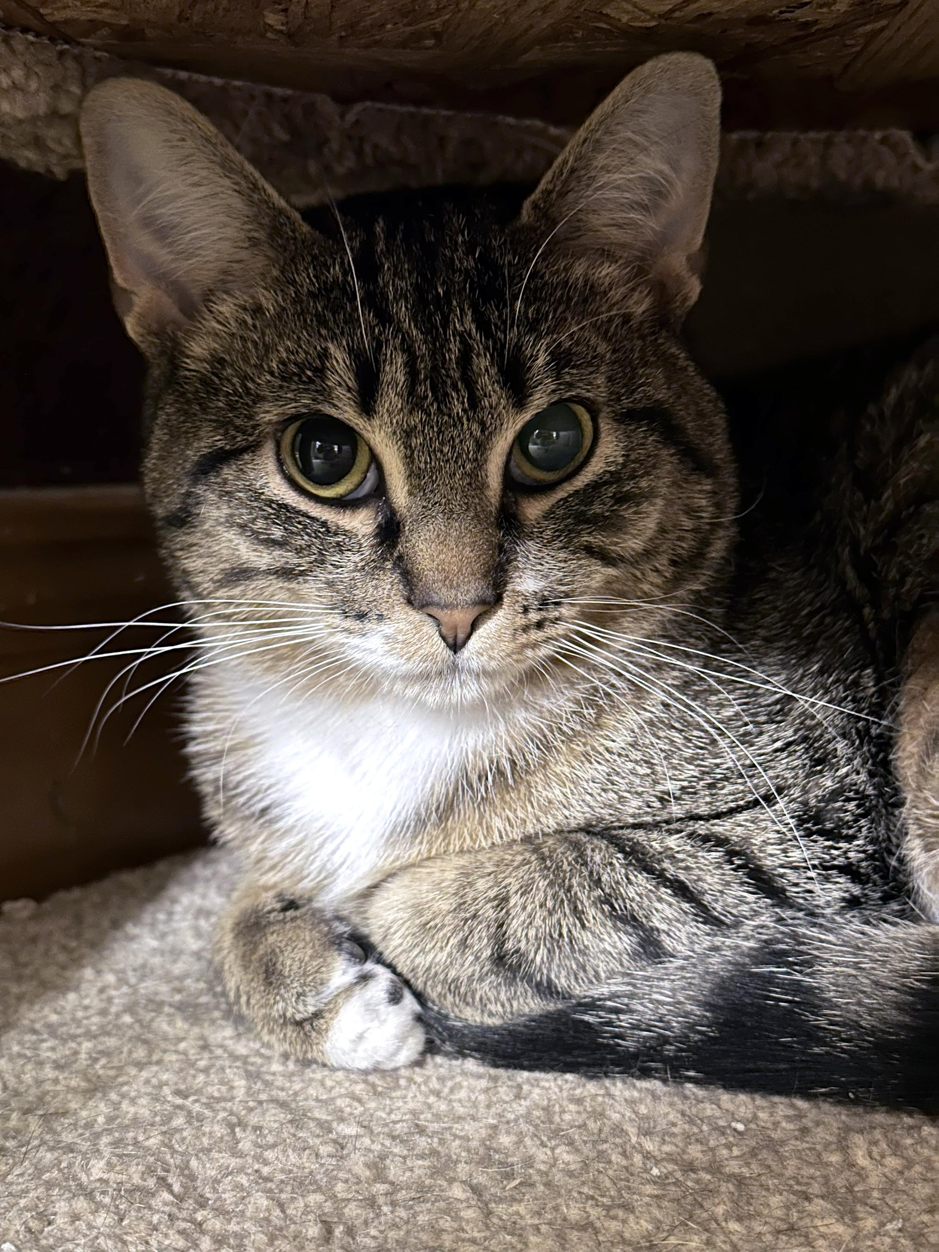 Enlarge Hattie, an adopted Domestic Short Hair in Crystal Lake, IL image 6/6