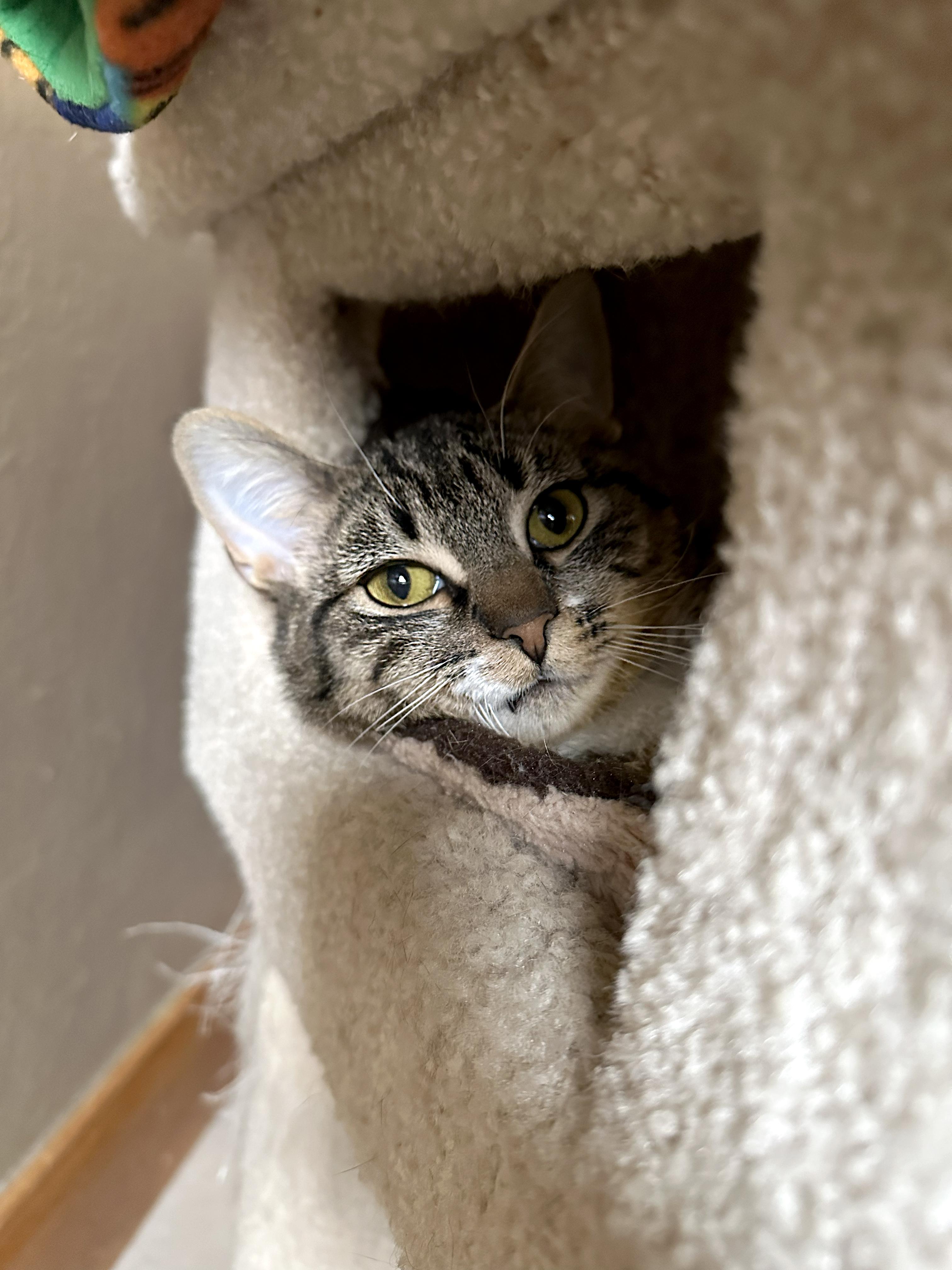 Enlarge Hattie, an adopted Domestic Short Hair in Crystal Lake, IL image 5/6