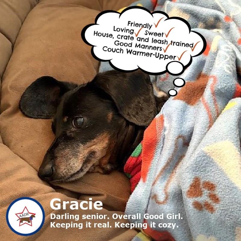 Gracie in TN, a Adoptable Dachshund in Seymour, TN image 1/4
