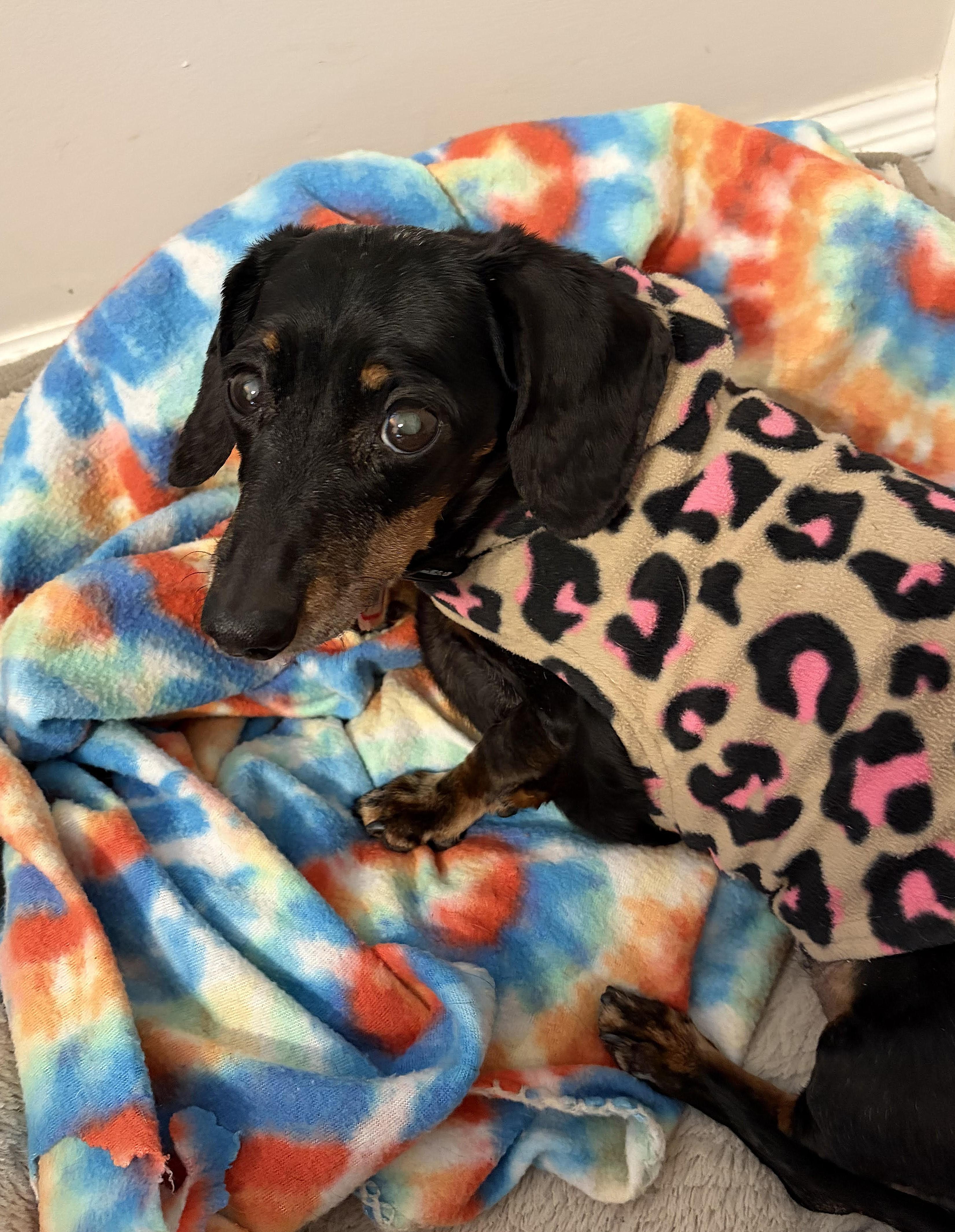 Gracie in TN, a Adoptable Dachshund in Seymour, TN image 4/4