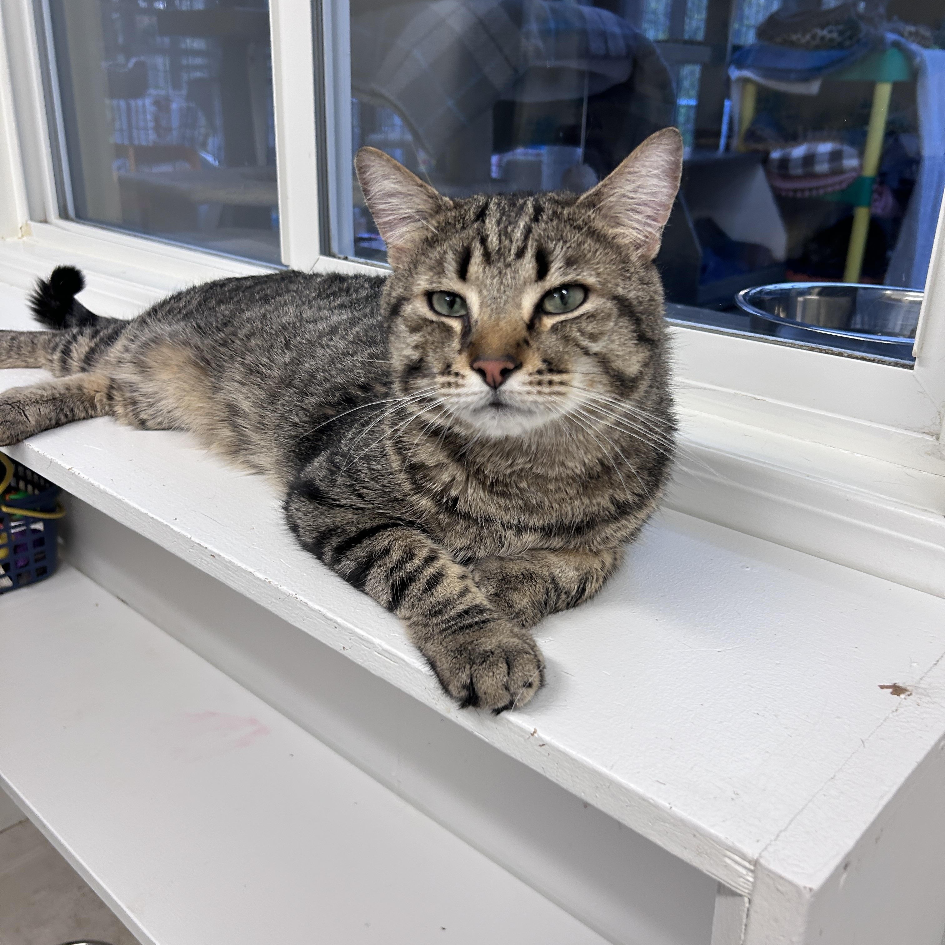 Comox, Adoptable, Adult Male Tabby.