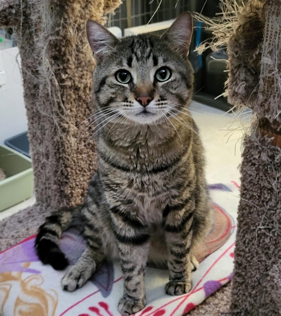 Comox, a Adoptable Tabby in Maple Ridge, BC image 1/4