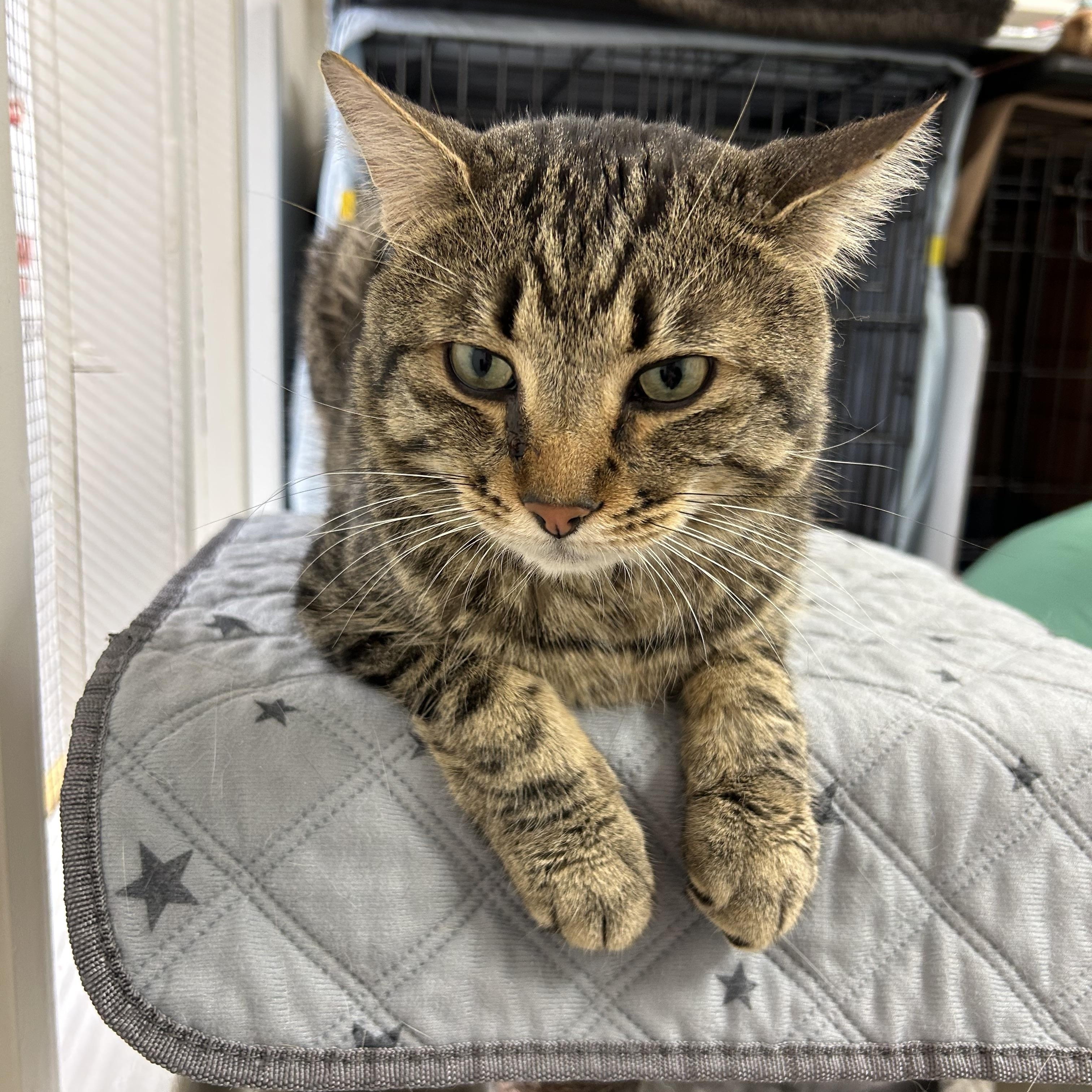 Comox, an adoptable Tabby in Maple Ridge, BC, V2W 1A4 | Photo Image 2
