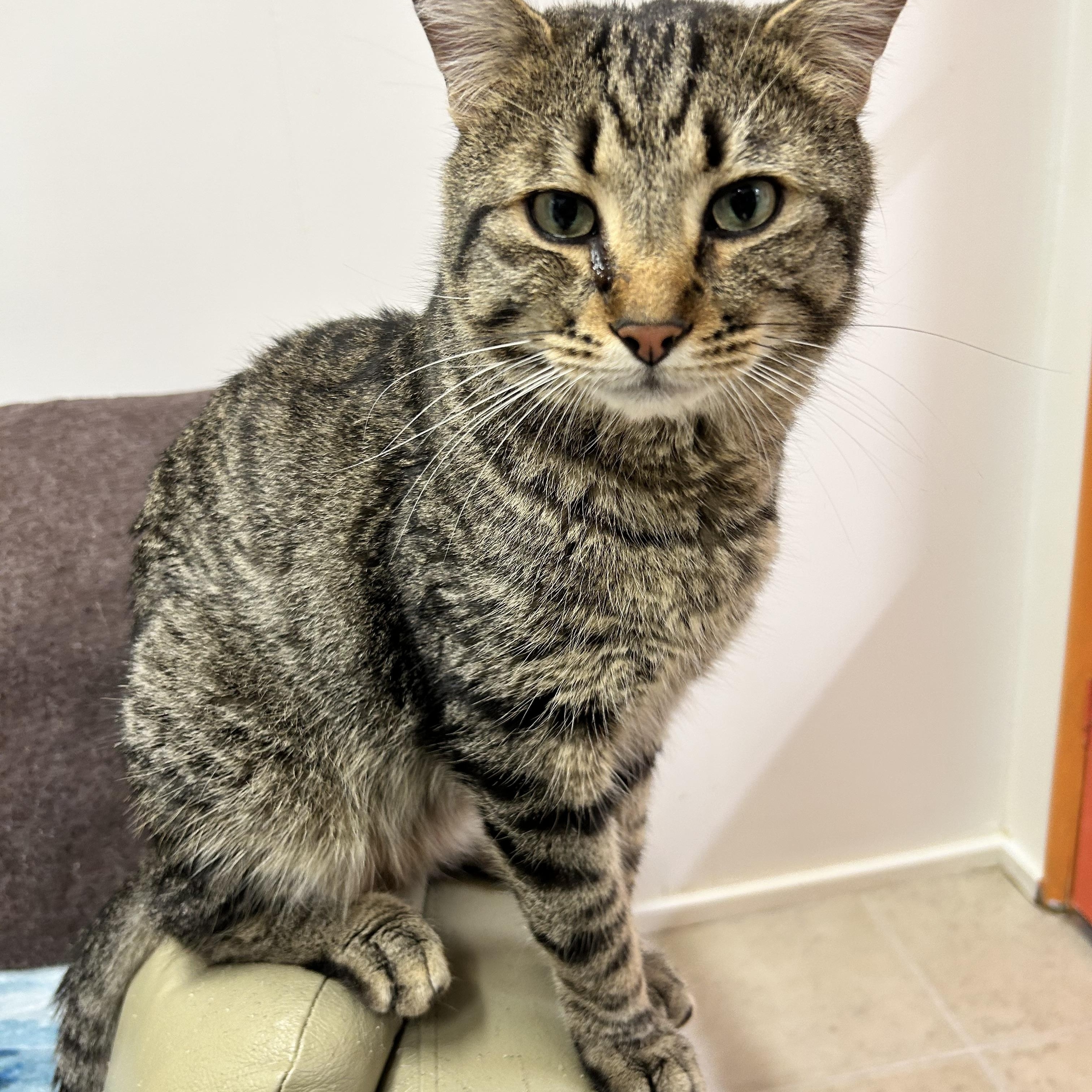 Comox, an adoptable Tabby in Maple Ridge, BC, V2W 1A4 | Photo Image 4