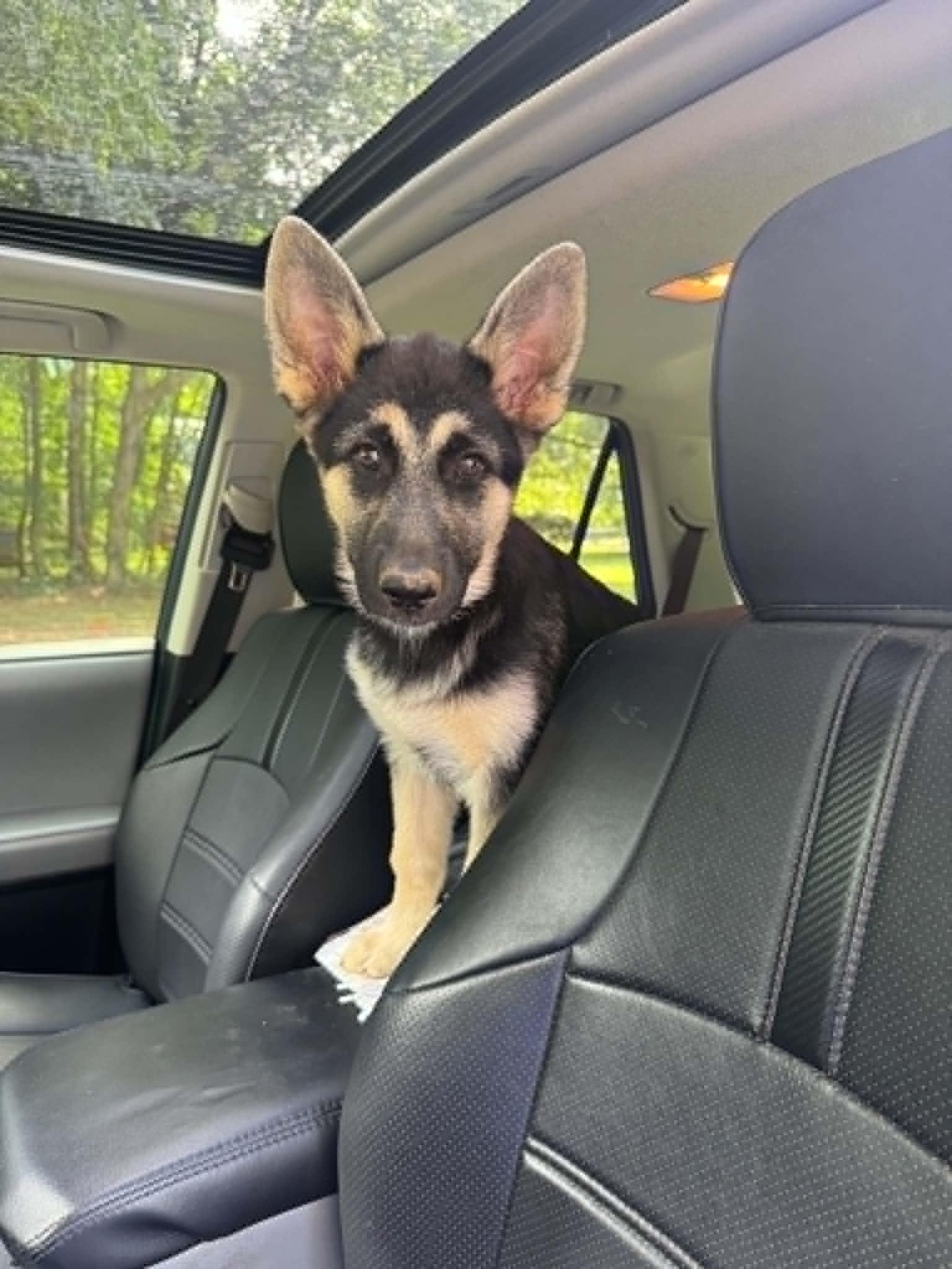 Luna, an adopted mixed breed in Lancaster, SC image 5/6