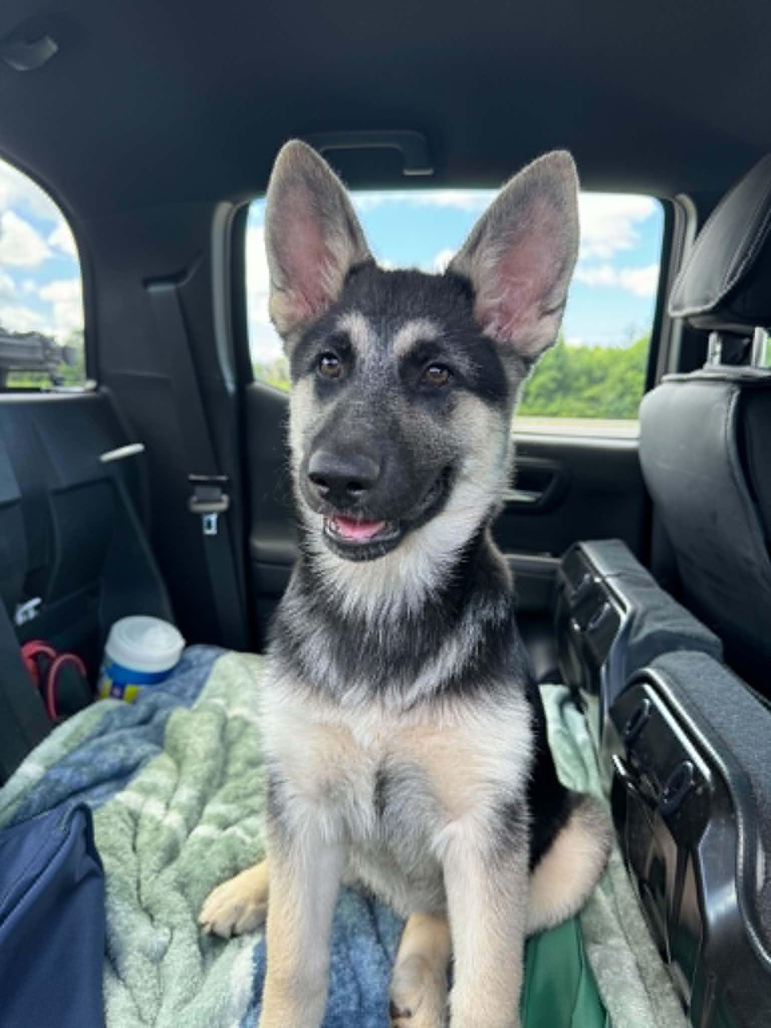 Luna, adopted, Puppy Female German Shepherd Dog & Husky.