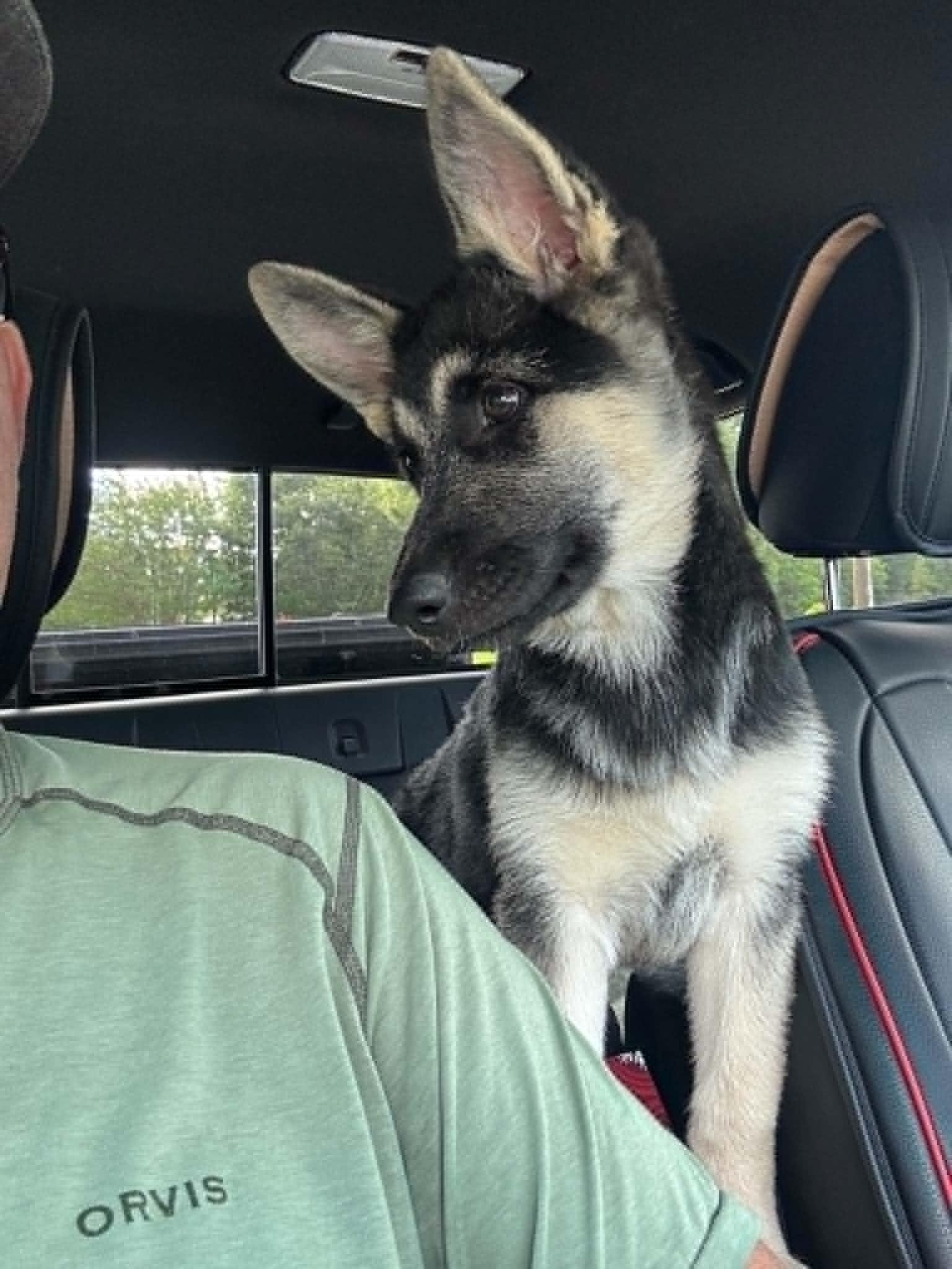 Luna, an adopted mixed breed in Lancaster, SC image 2/6
