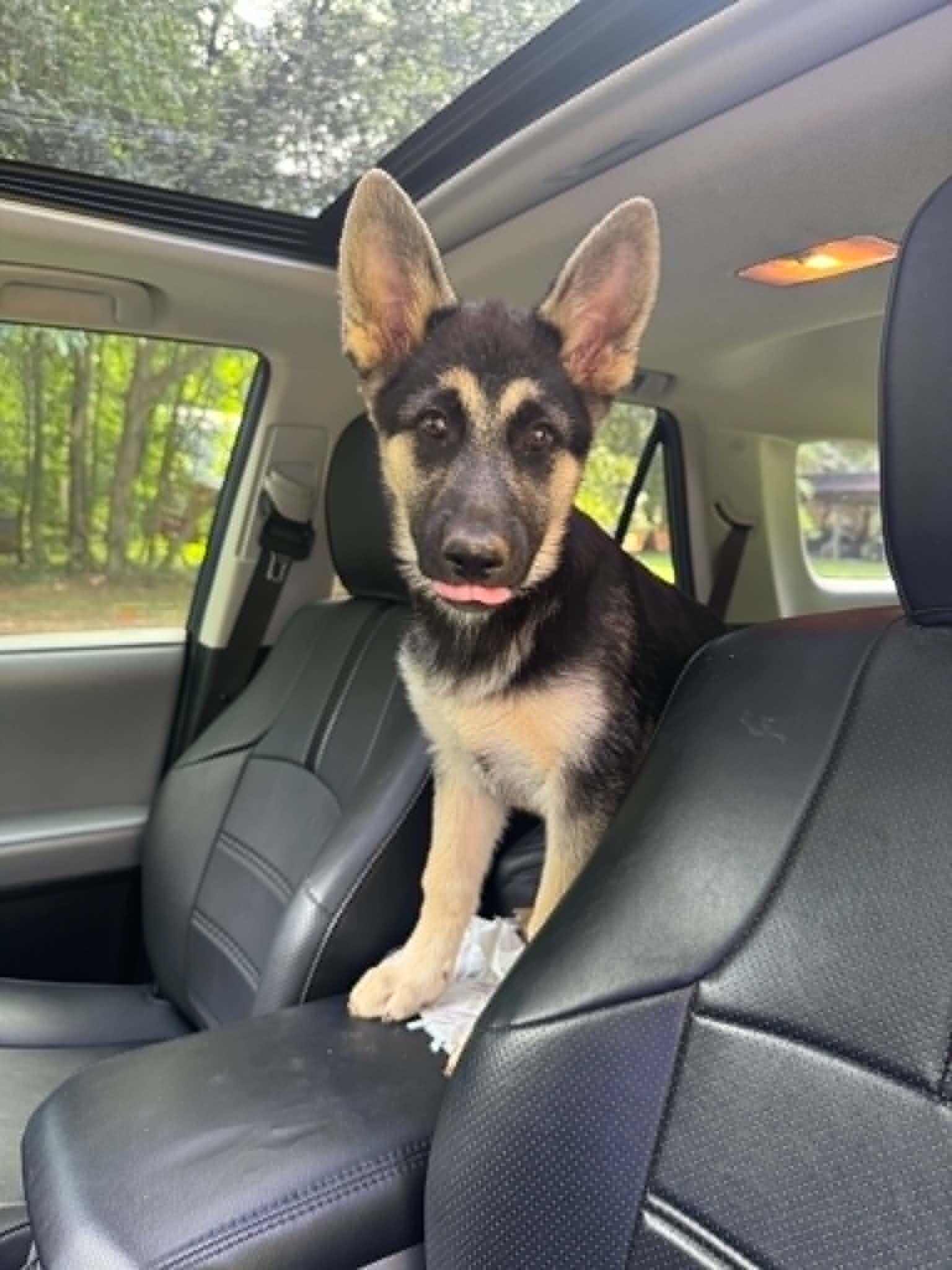 Luna, an adopted mixed breed in Lancaster, SC image 3/6