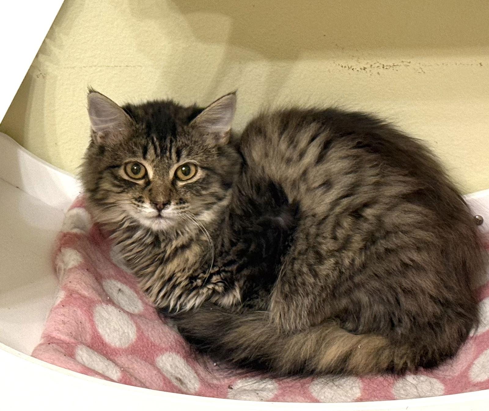 Diet Coke, a Adoptable mixed breed in Hockessin, DE image 2/3