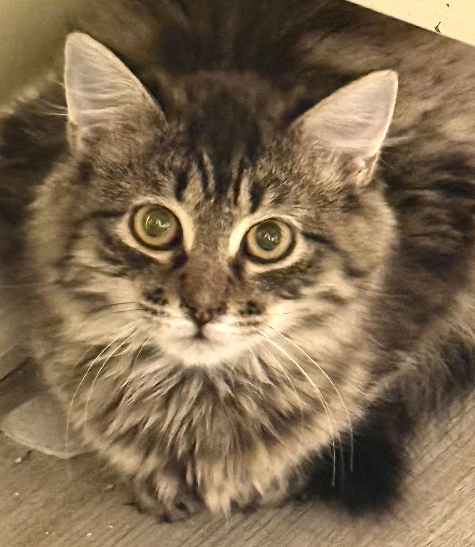 Diet Coke, a Adoptable mixed breed in Hockessin, DE image 3/3