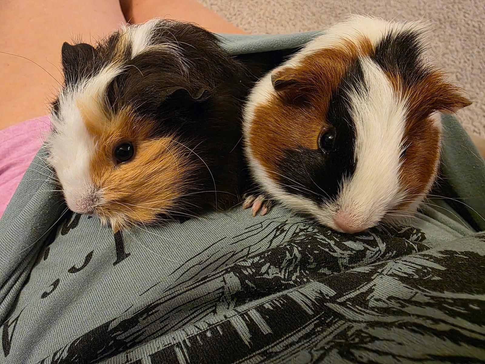 Peppa and Georgie, Adopted, Young Female Guinea Pig.