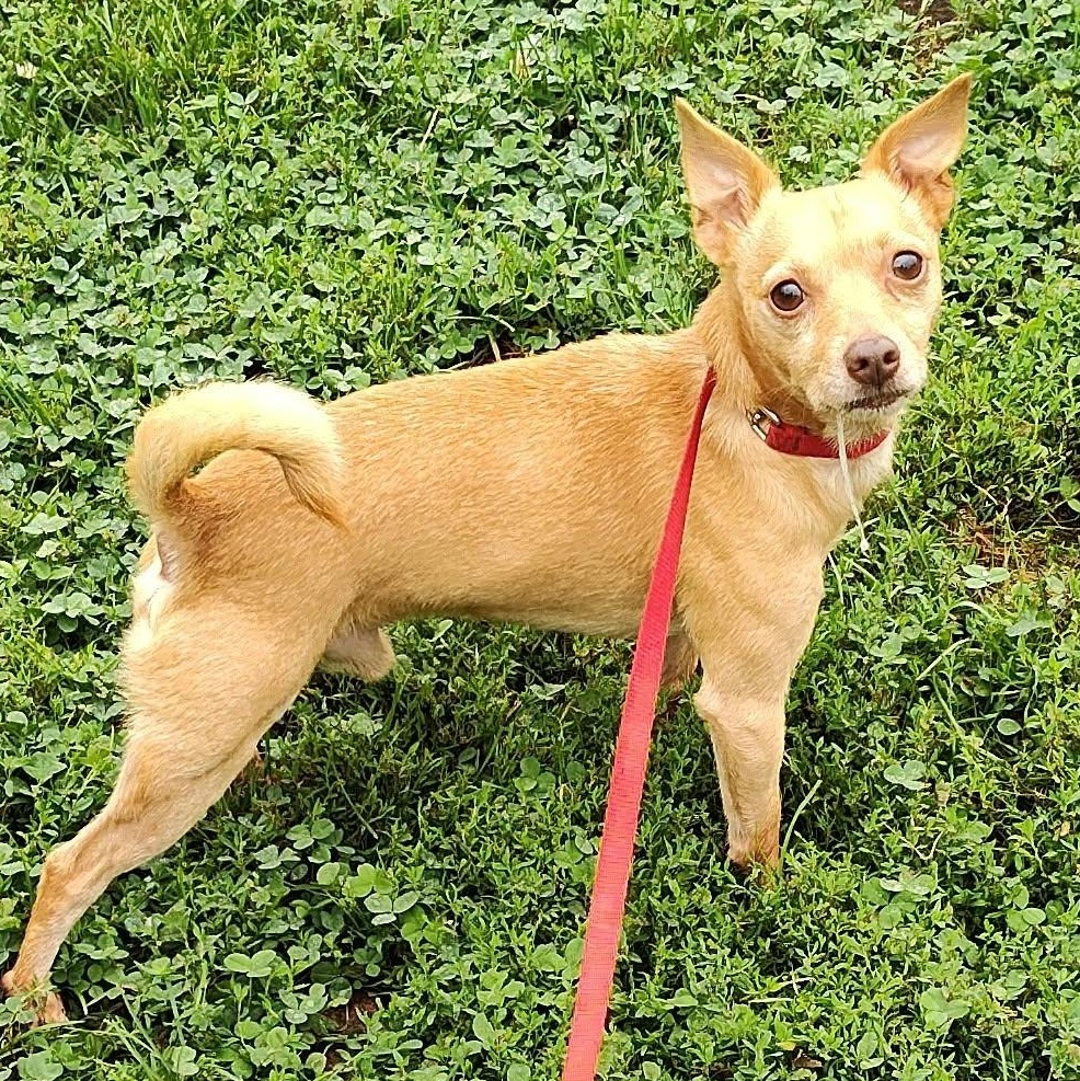 Peanut, Adoptable, Adult Male Chihuahua & Miniature Pinscher.