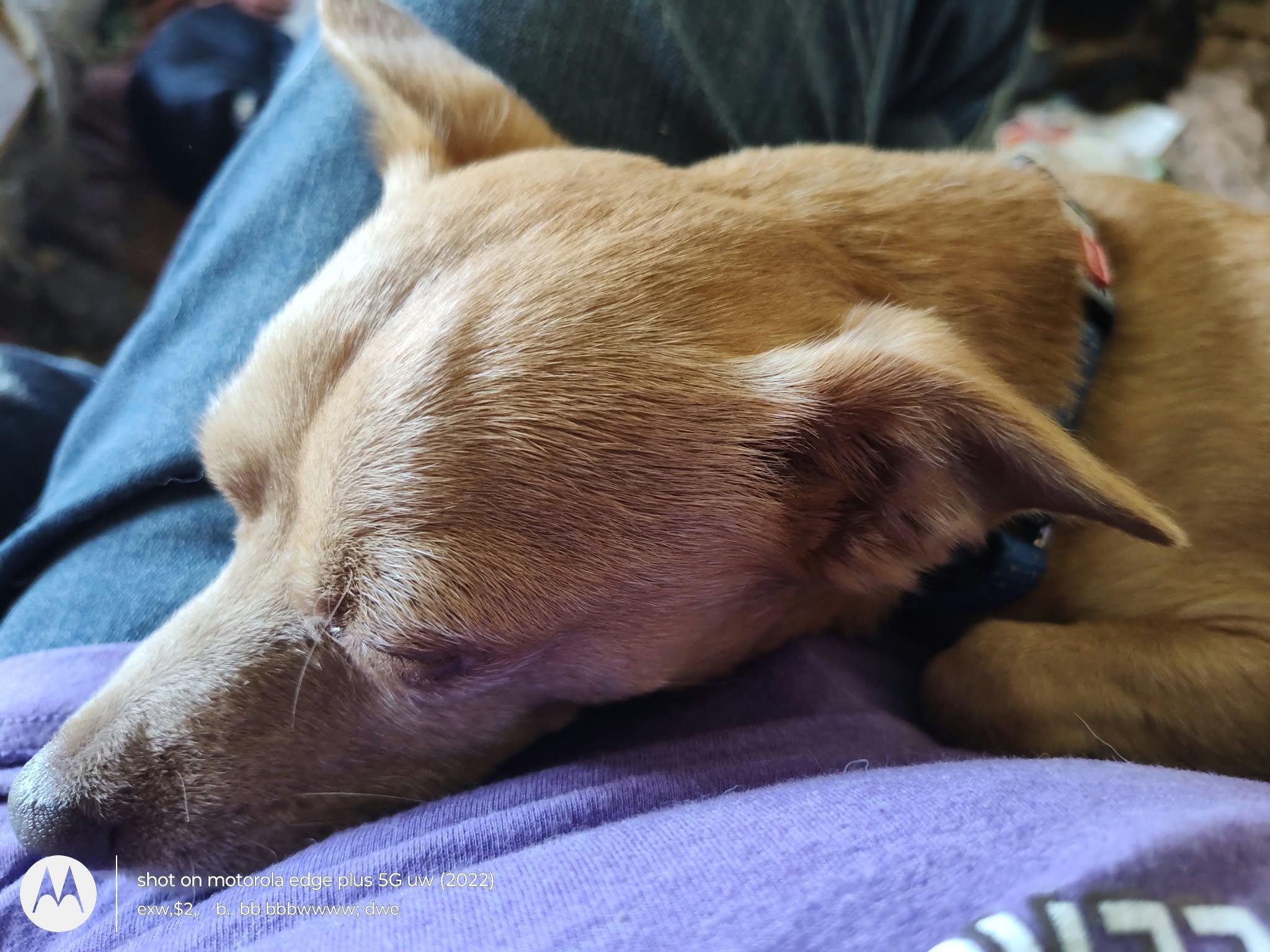 Enlarge Peanut, a Adoptable mixed breed in Lebanon, CT image 3/3