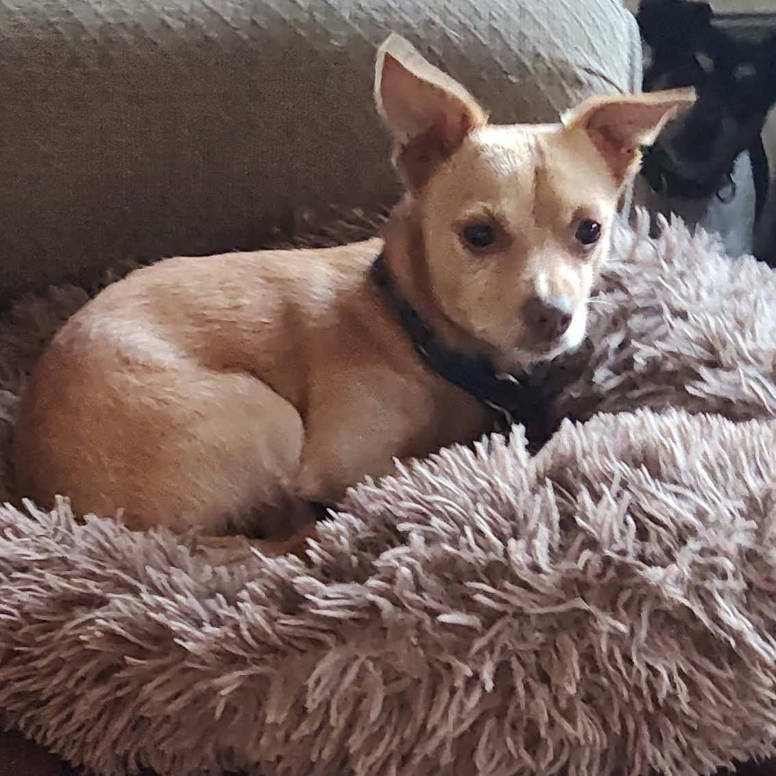 Enlarge Peanut, a Adoptable mixed breed in Lebanon, CT image 2/3