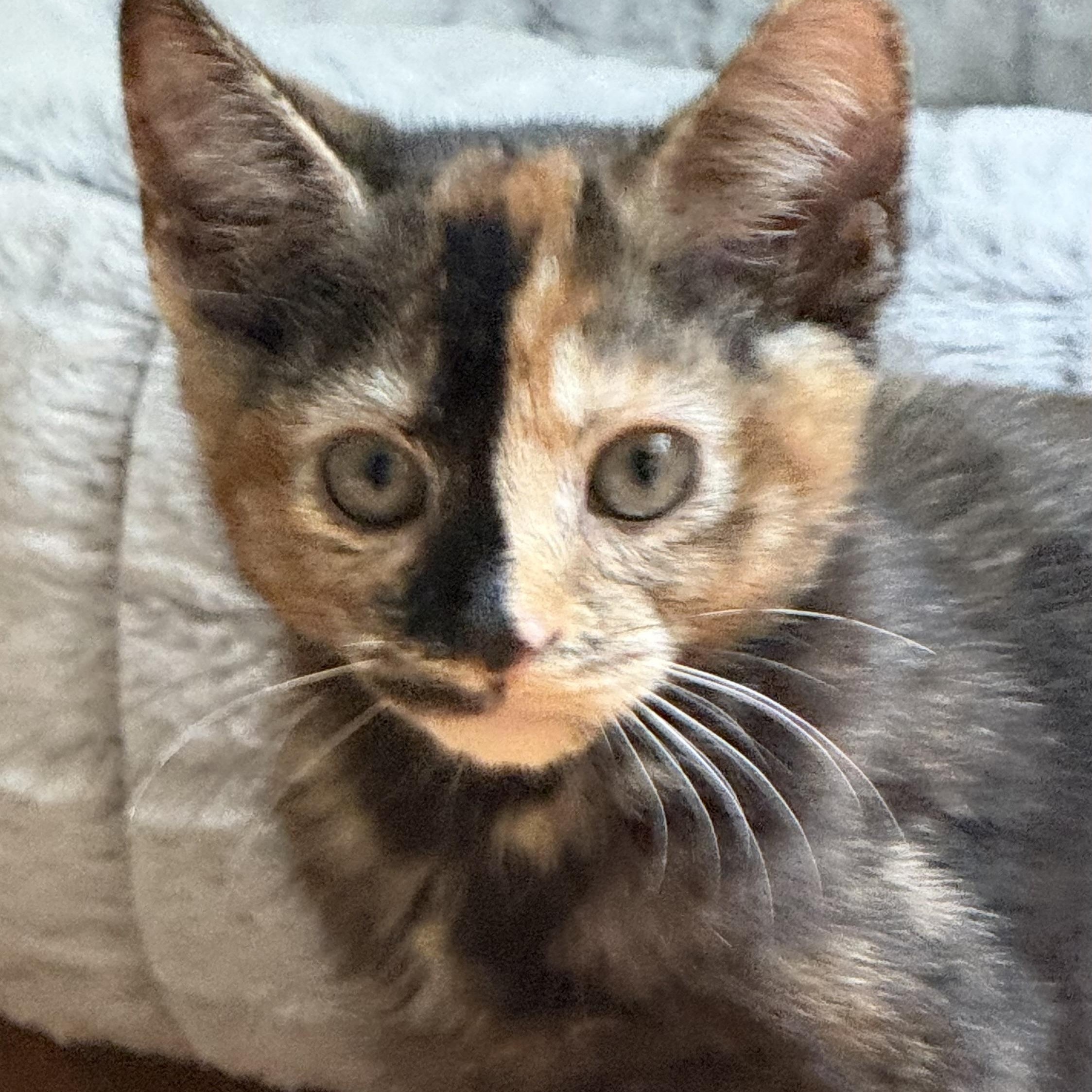 June and jay, adopted, Kitten Female Domestic Short Hair.
