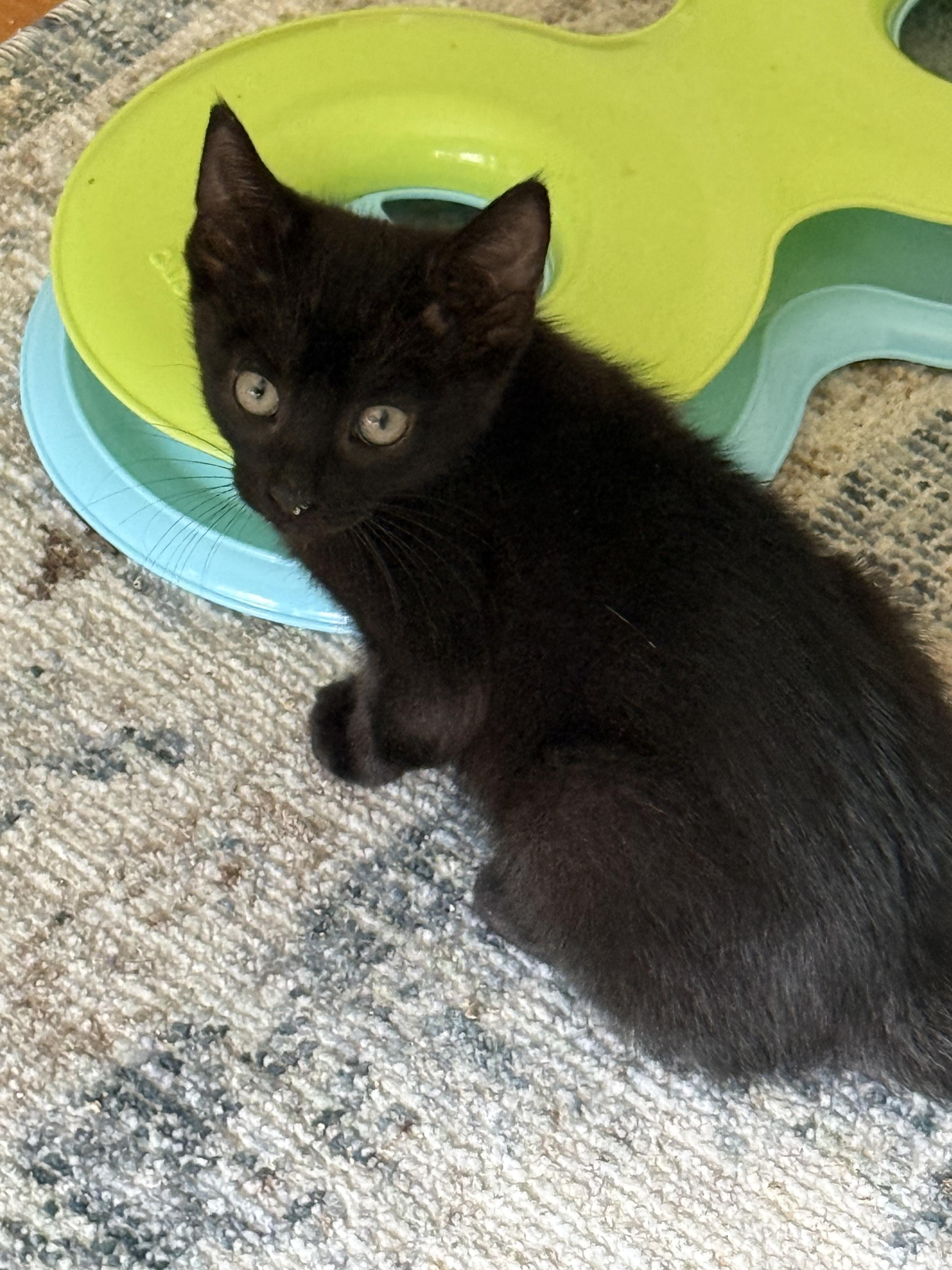 June and jay, an adopted Domestic Short Hair in Old Bridge, NJ image 2/3