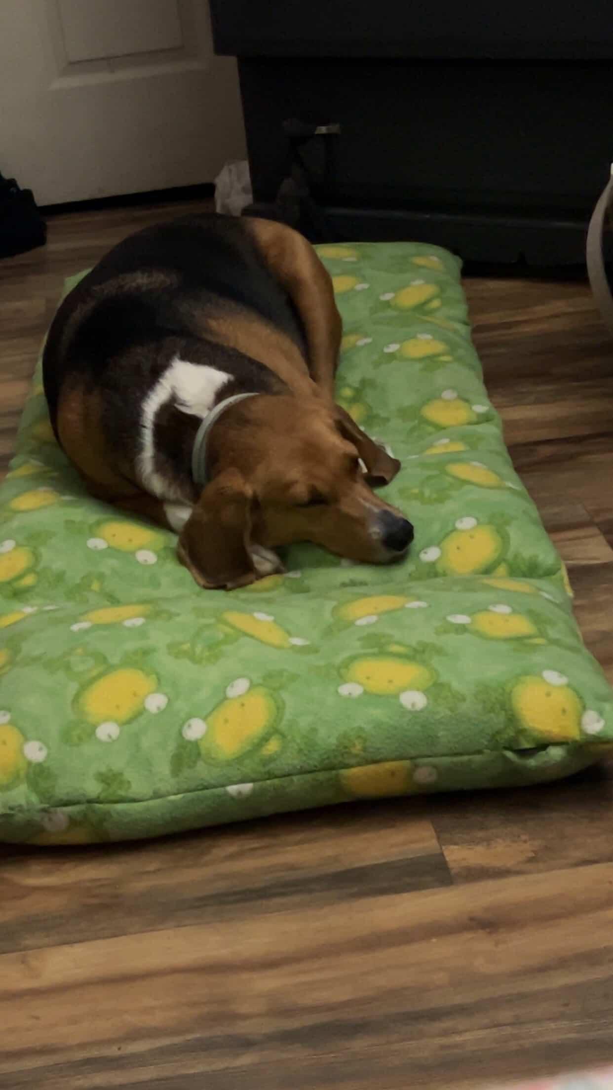 Daisy - Courtsey Post, a Adoptable mixed breed in New London, OH image 2/3