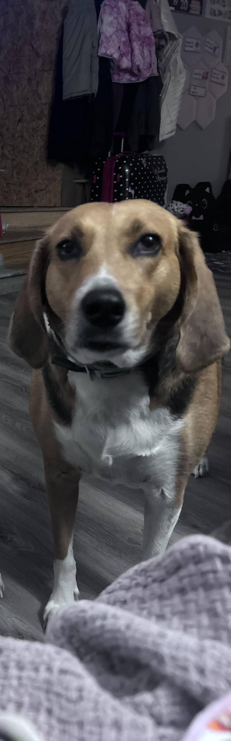 Daisy - Courtsey Post, a Adoptable mixed breed in New London, OH image 3/3