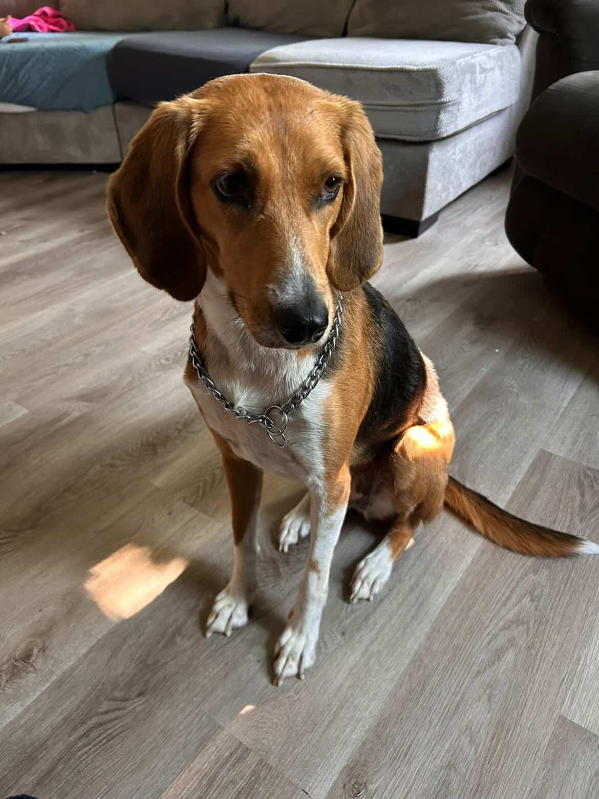 Daisy - Courtsey Post, a Adoptable mixed breed in New London, OH image 1/3