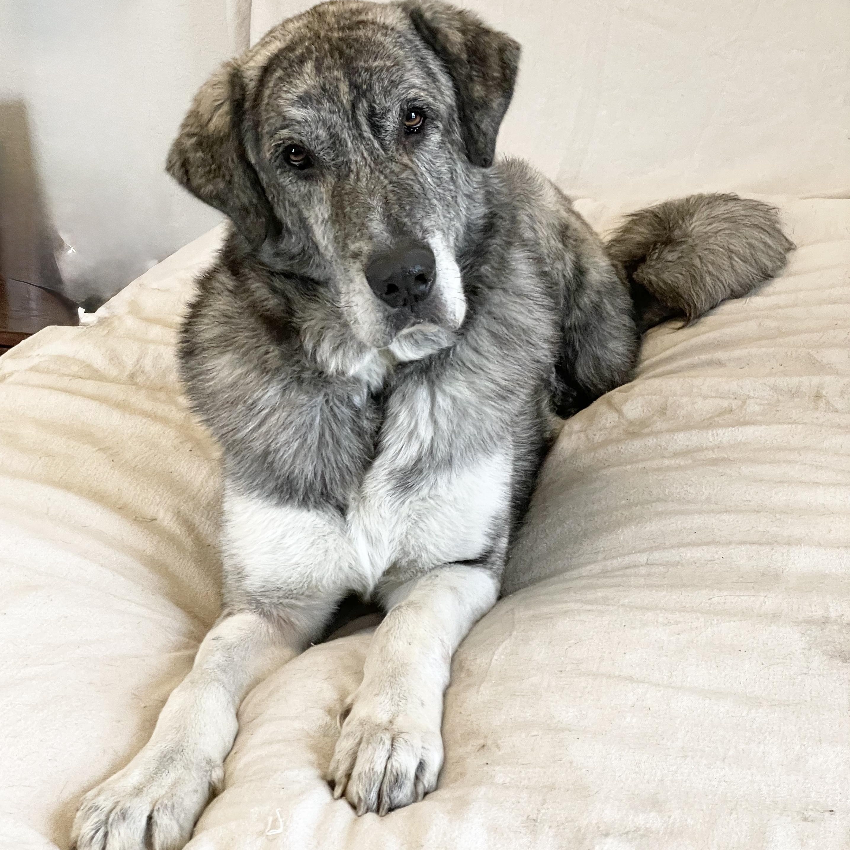 Enlarge Big mushy zeb, a hold mixed breed in West Hartford , CT image 2/4