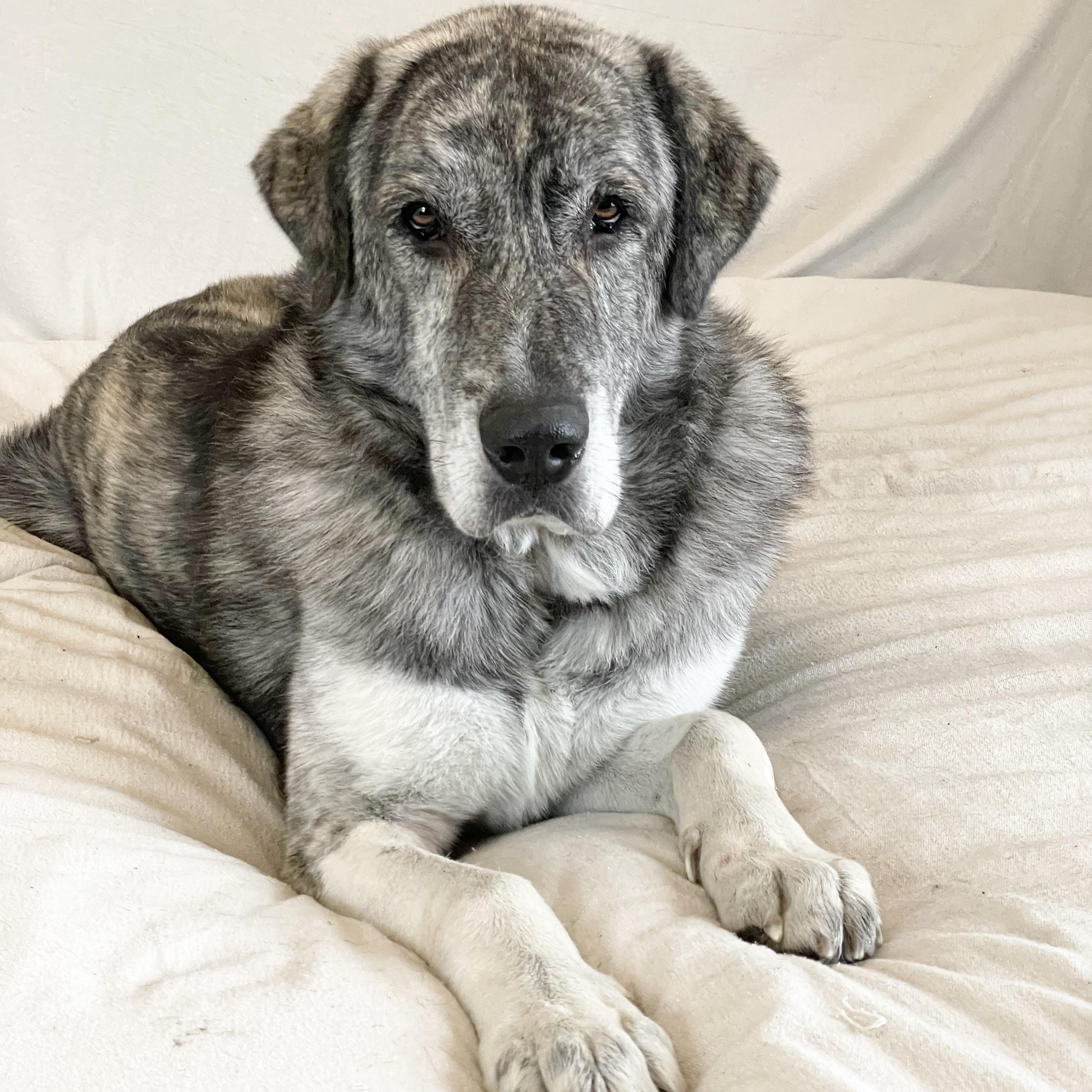 Enlarge Big mushy zeb, a hold mixed breed in West Hartford , CT image 3/4