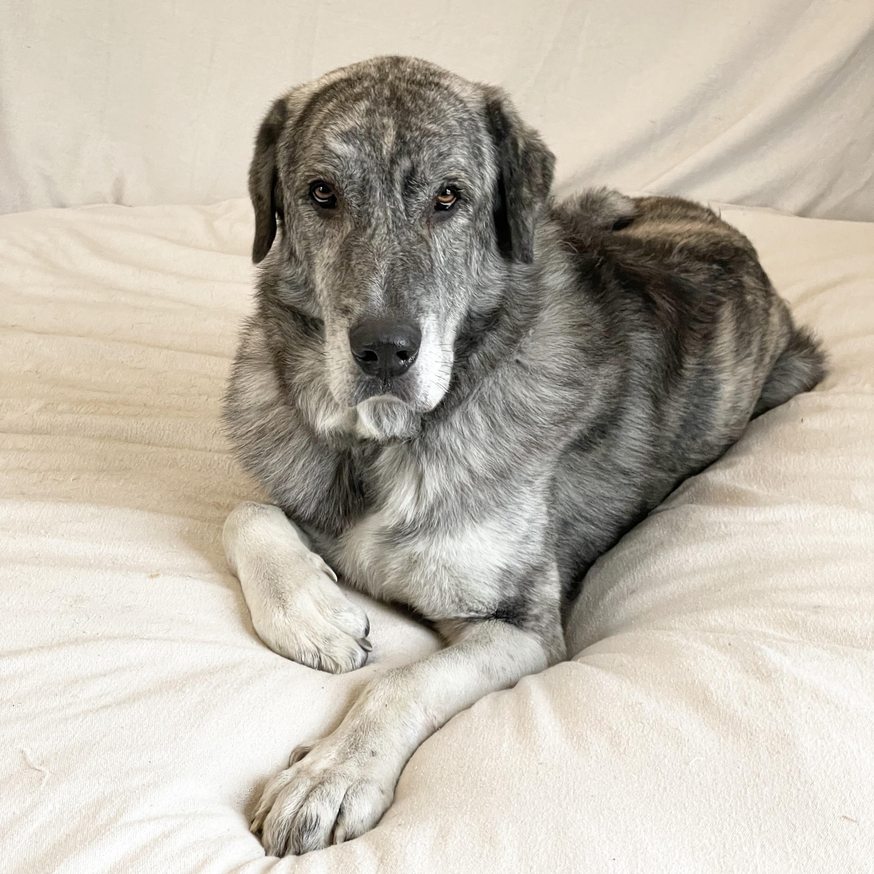 Enlarge Big mushy zeb, a hold mixed breed in West Hartford , CT image 4/4