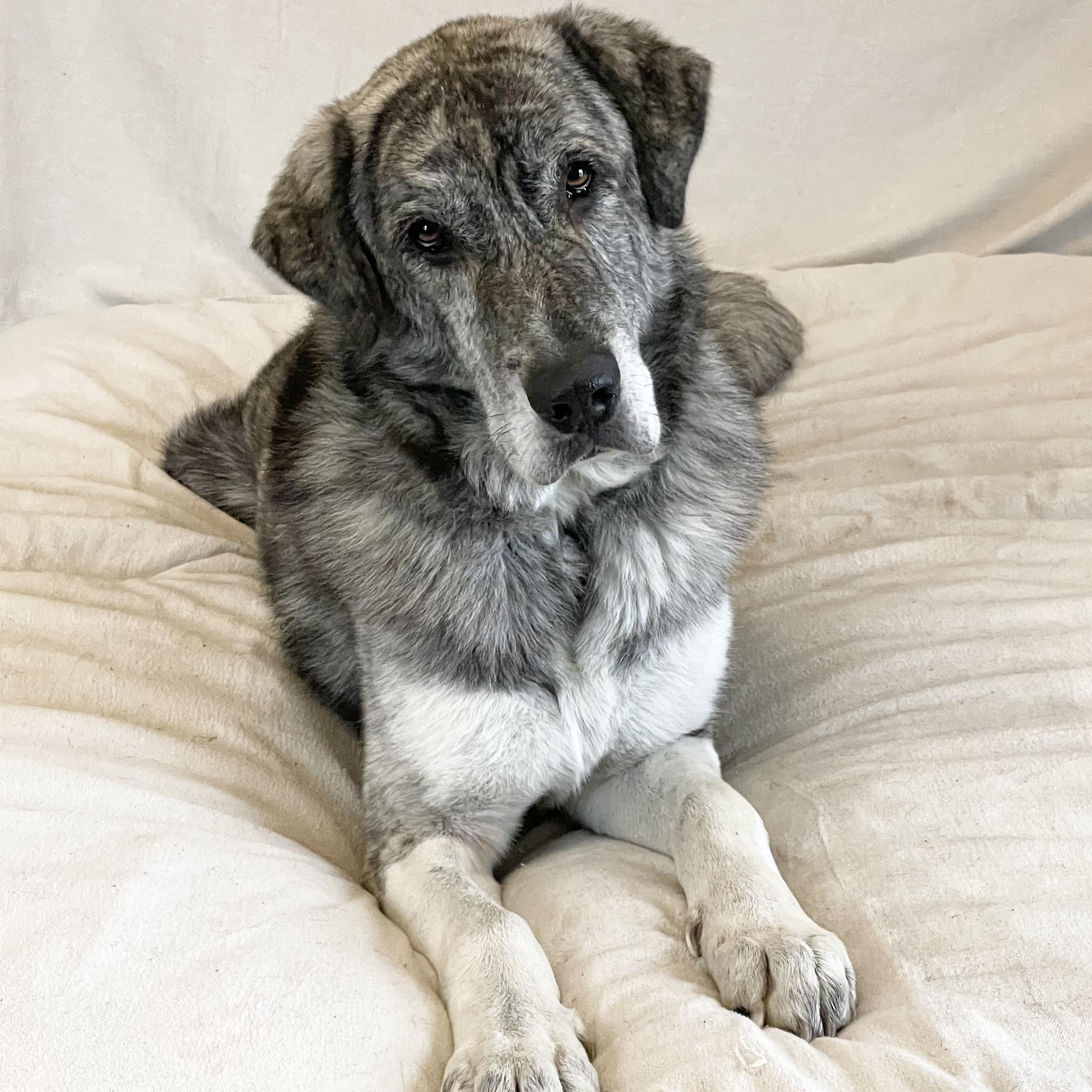 Enlarge Big mushy zeb, a hold mixed breed in West Hartford , CT image 1/4