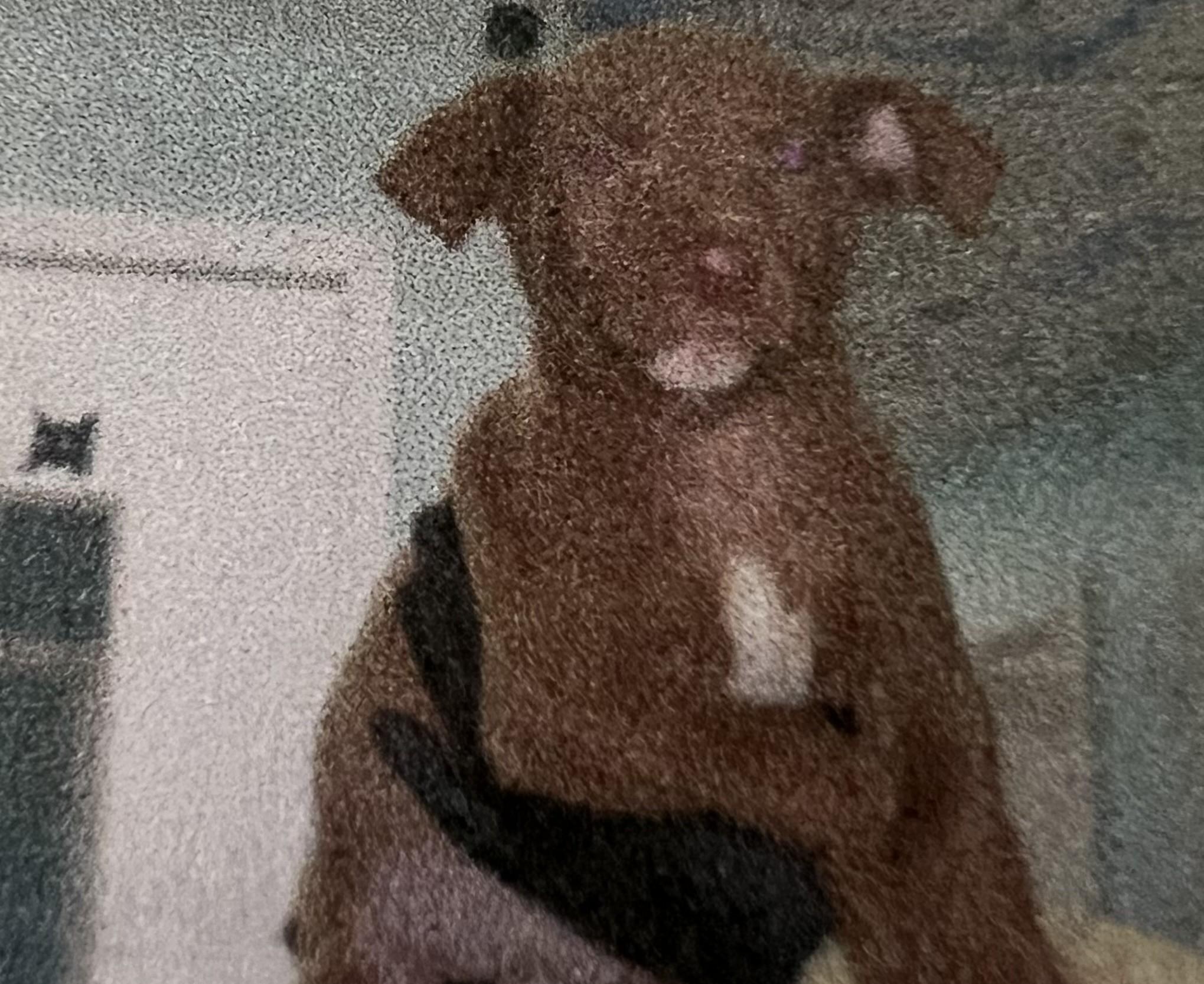 Enlarge Lennox, an adopted mixed breed in New Windsor, NY image 2/2