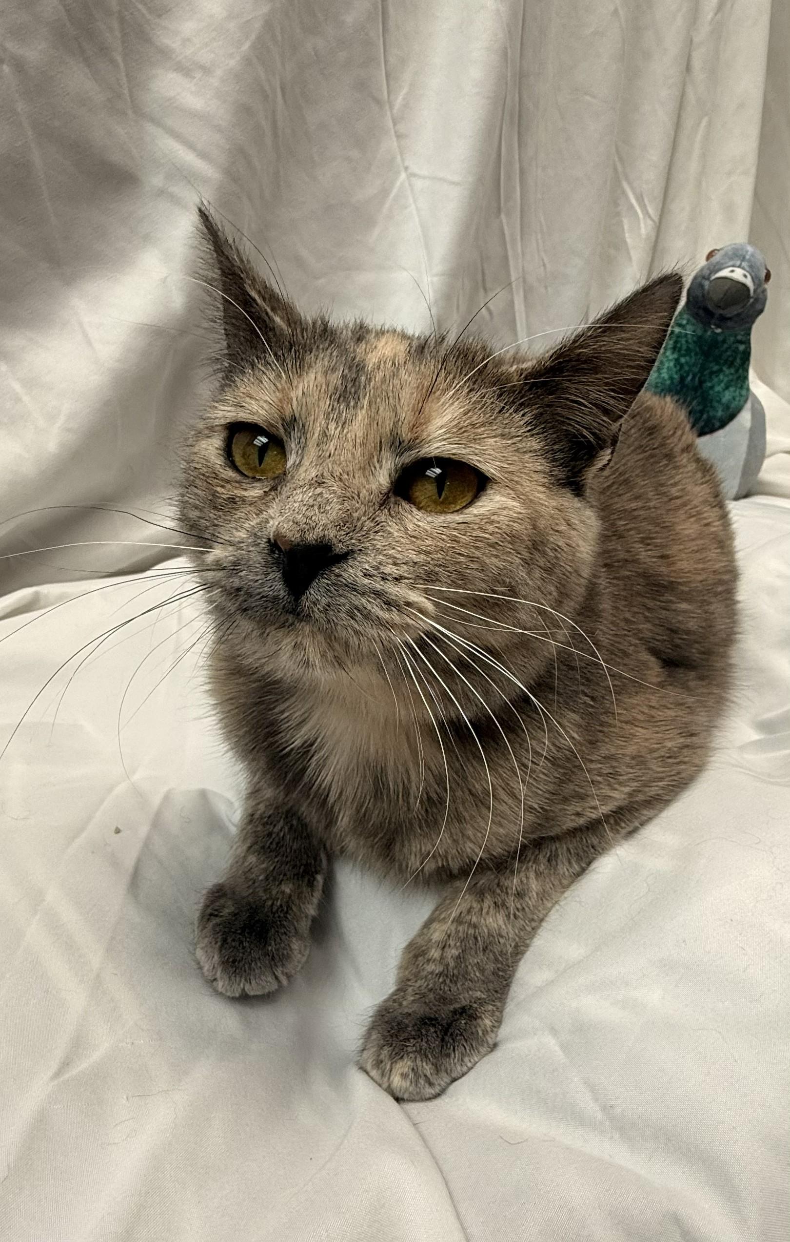 Enlarge Cyndi Lauper, an adopted Domestic Short Hair in Rock Falls, IL image 1/2