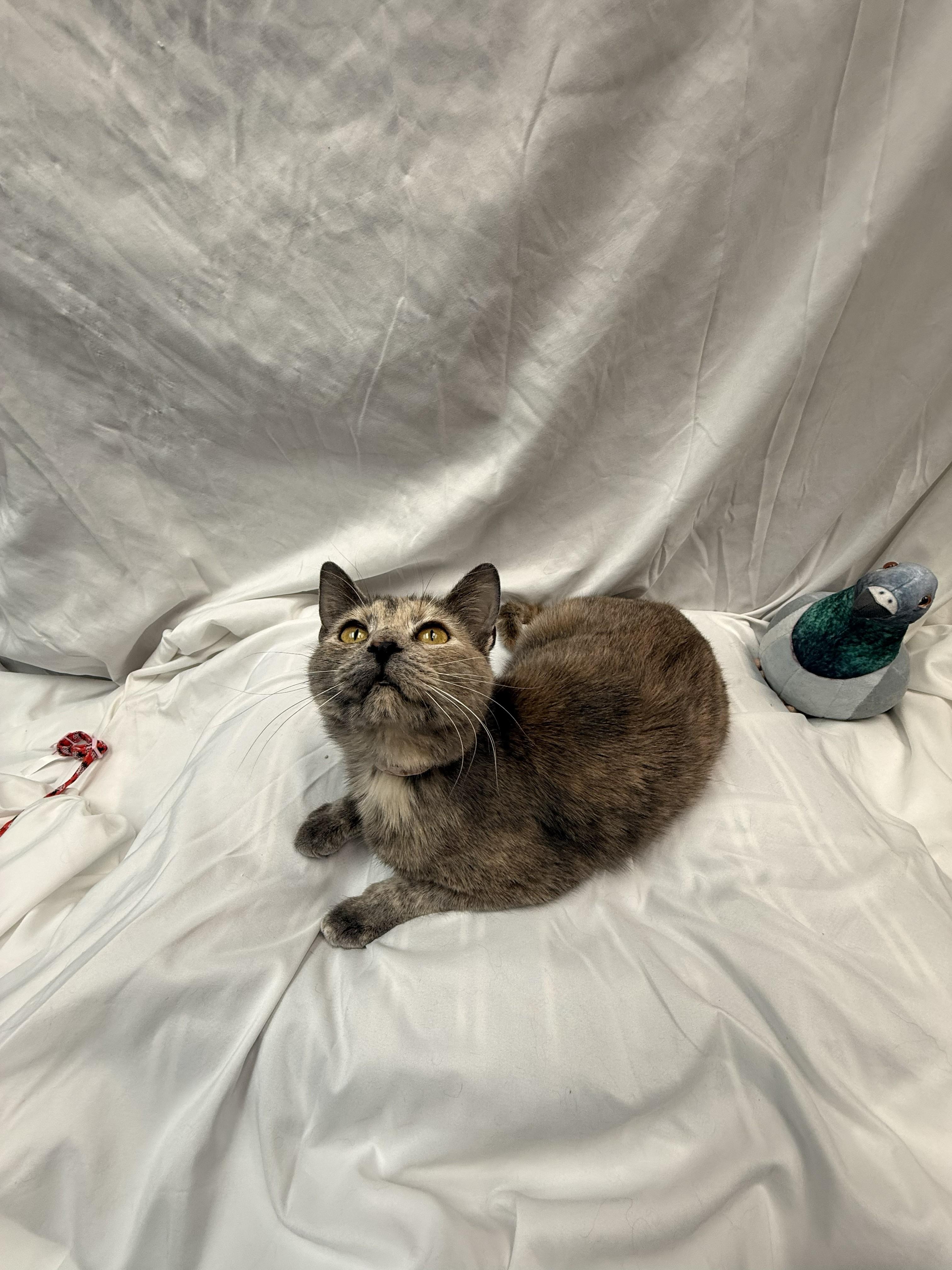 Enlarge Cyndi Lauper, an adopted Domestic Short Hair in Rock Falls, IL image 2/2