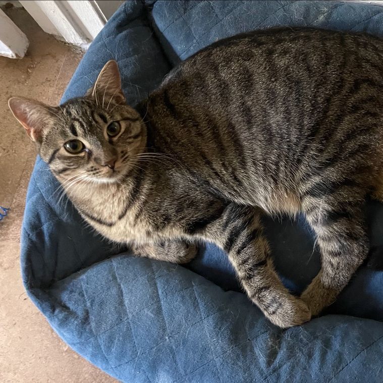Brioche, a Adoptable Tabby in Lauderhill, FL image 1/4