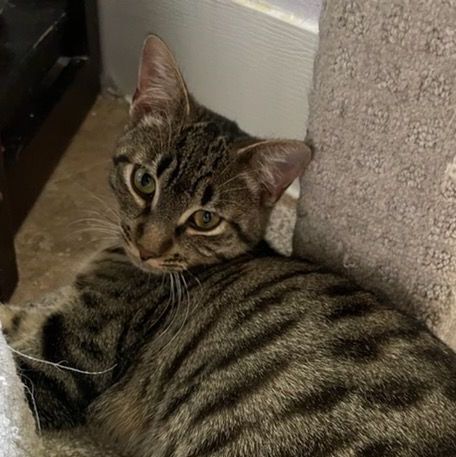 Brioche, a Adoptable Tabby in Lauderhill, FL image 2/4