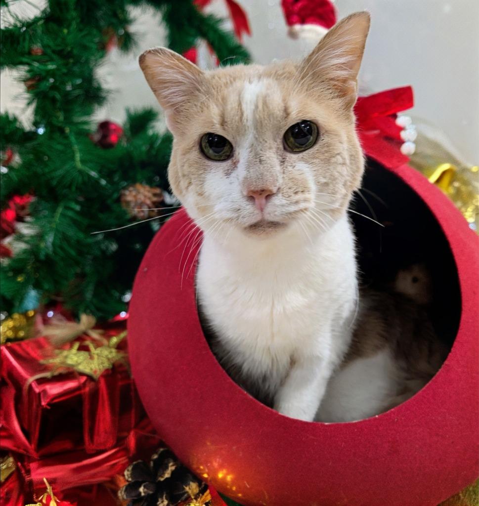 Cal, Adoptable, Senior Male Domestic Short Hair.