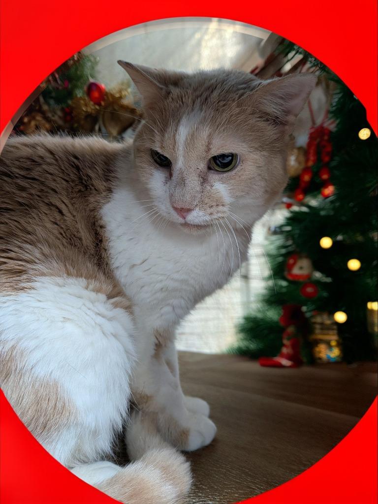 Enlarge Cal, a Adoptable mixed breed in New Manchester, WV image 2/2