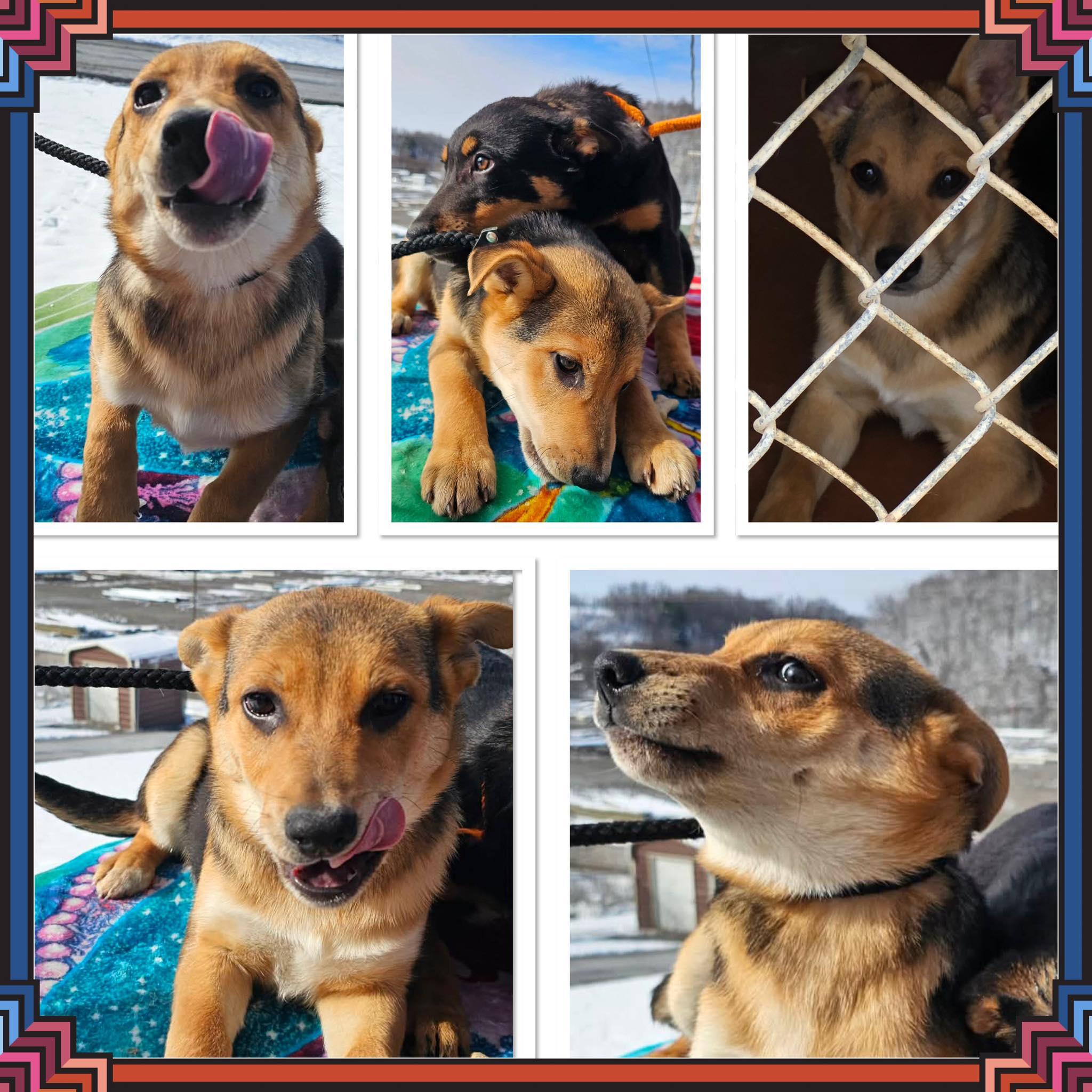 Enlarge PRINCESS WIGGLES, a ADOPTABLE mixed breed in Buckhannon, WV image 1/1