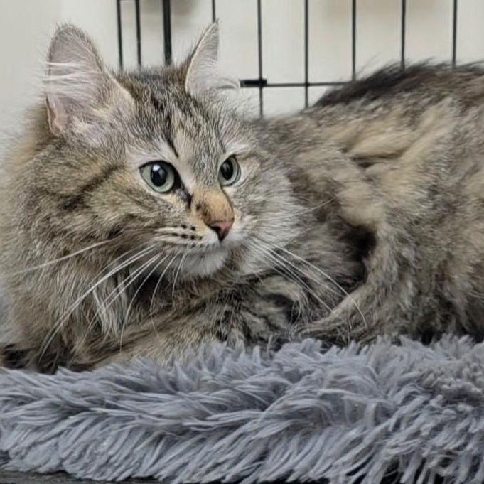 Enlarge Miracle, a ADOPTABLE Tabby in Medford, MA image 2/6